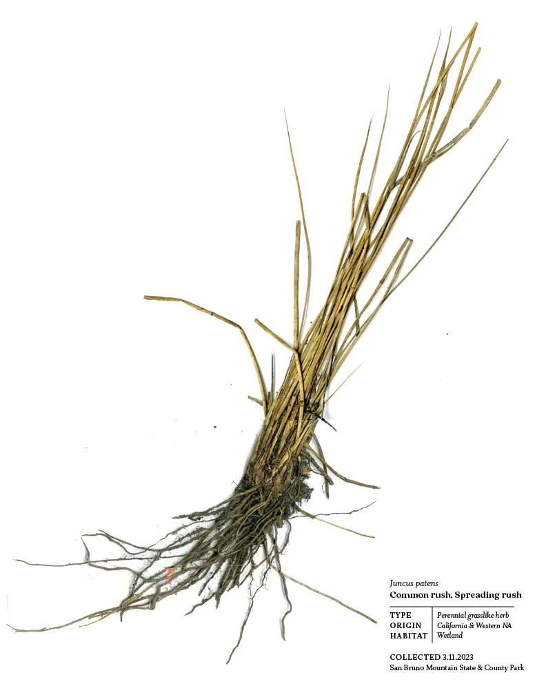 Herbarium19.jpg