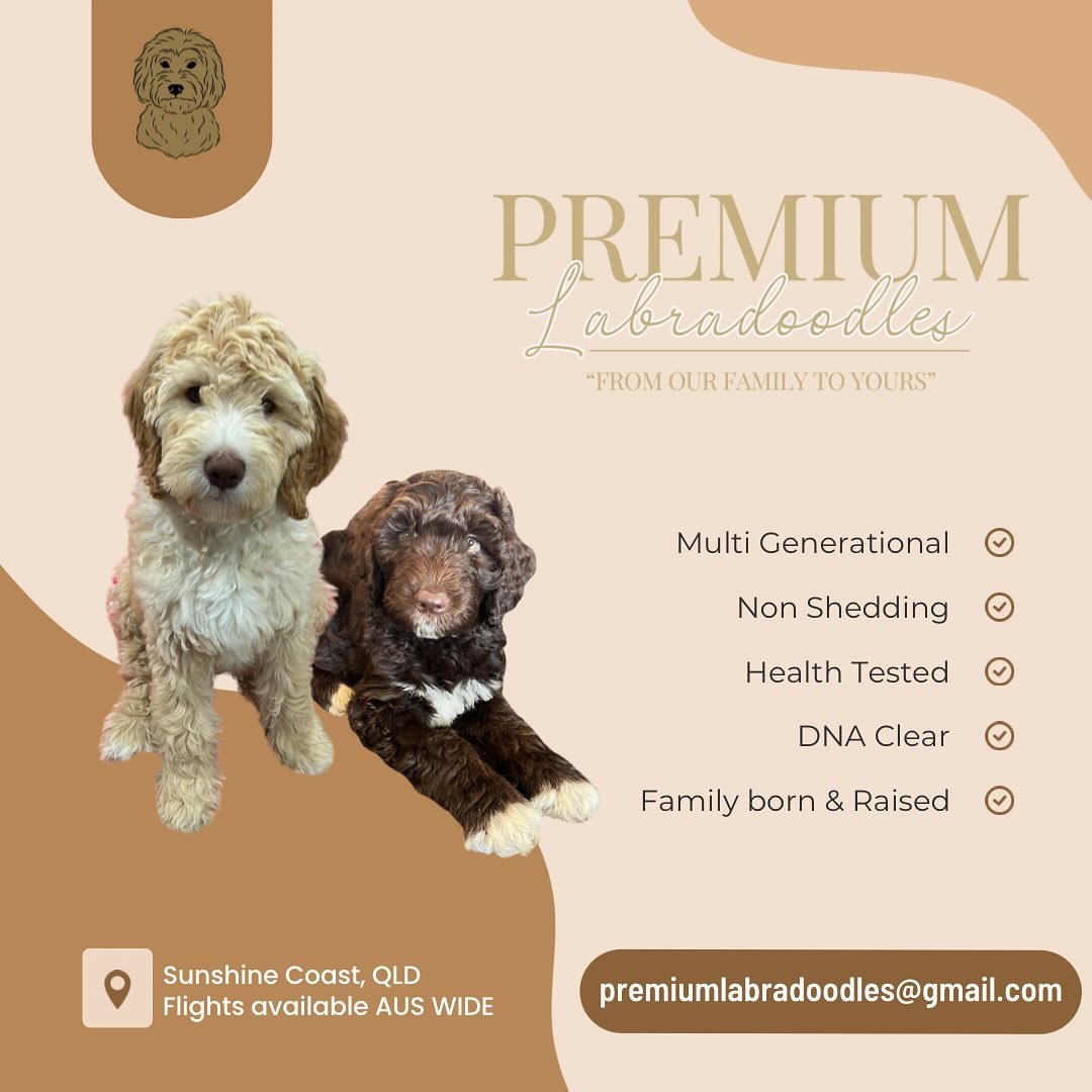 Why choose a Premium Labradoodles pup? Because they are ethically raised with love, care and long term thought process which delivers exceptional outcomes for our families including a well rounded, smart, confident and capable puppy! 🐶&hearts;️🥰🐾