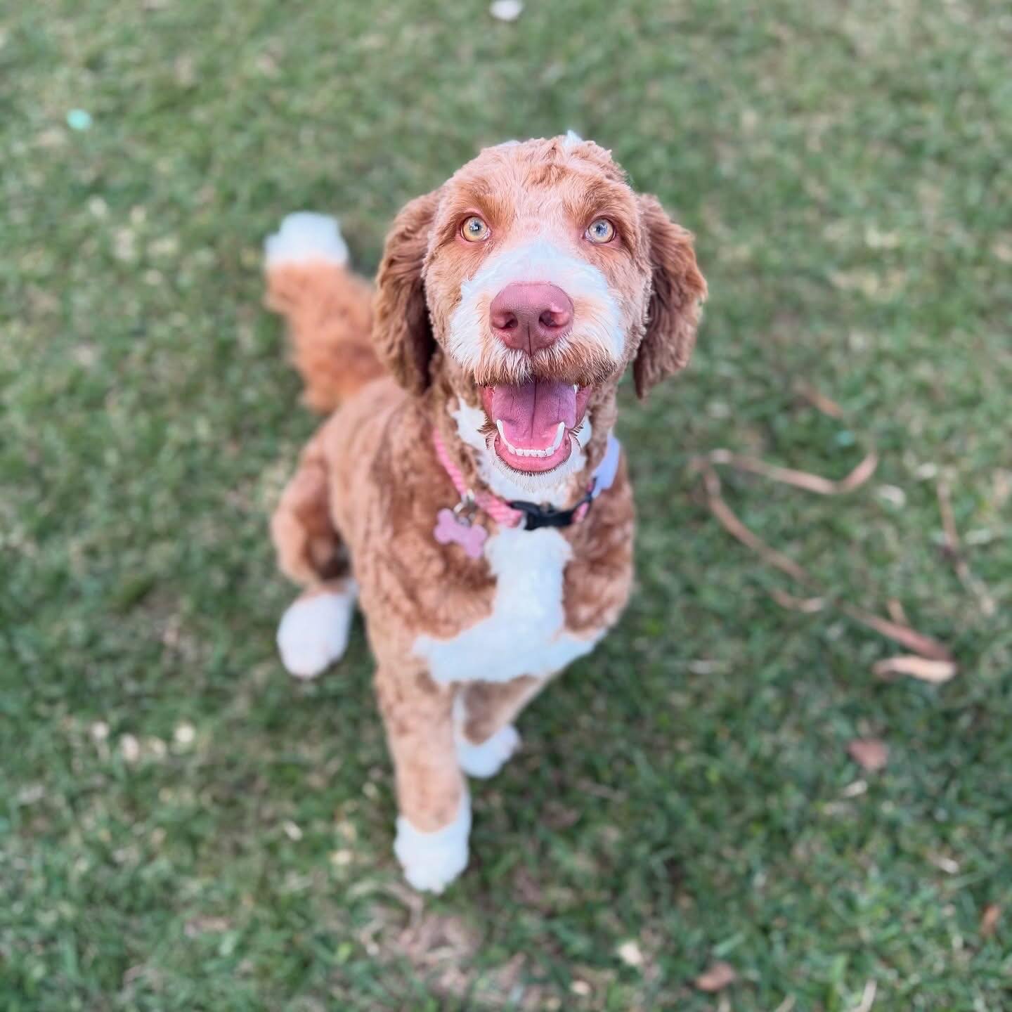 Our beautiful Premium London (now Luna) is growing up to be a stunner 😍&hearts;️🐶🥰🐾