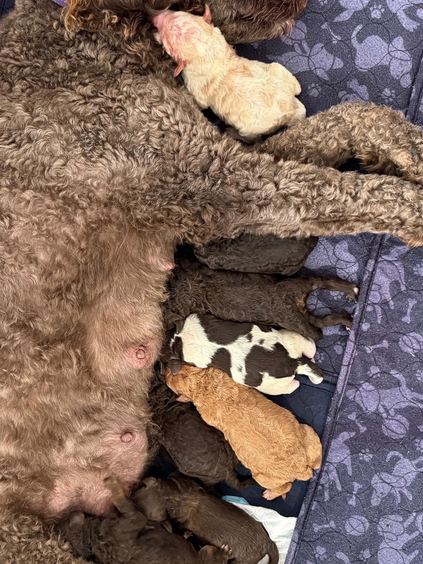 Introducing&hellip;. Tarzan (boy) 💚, Rapunzel (girl) 🤍, Simba (boy) 💛, Mulan (girl)💜, Belle (girl)💙, Duchess (girl)💖, Vader (boy)🖤, Hercules (boy) &hearts;️. All arrived safe &amp; sound! Mum is doing an amazing job 🥰🐾🐶