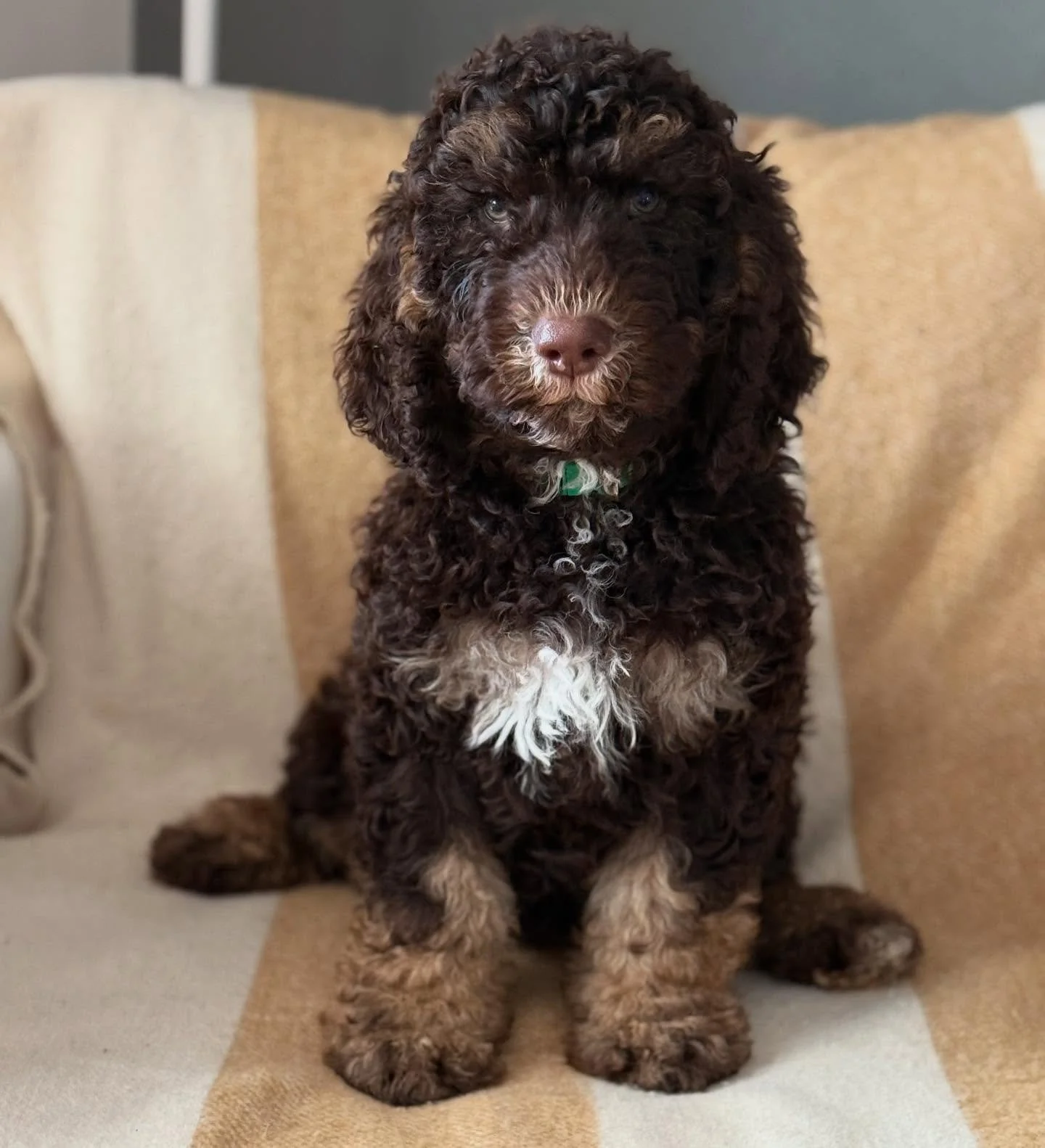 &ldquo;Monty traveled exceptionally well sleeping most of the drive 👍🥰
He&rsquo;s so adorable. His interaction with Jake is beautiful &amp; so gentle.
He had experienced Jake having a couple of mild seizures. And as hoped he was very content to sle