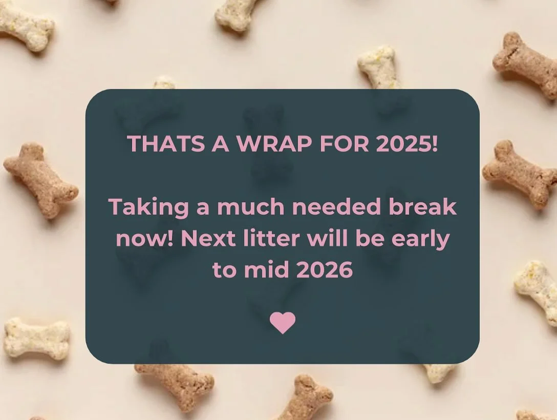 And that&rsquo;s a wrap! All of our beautiful babies are in their new homes and that&rsquo;s us for this year! Next litter due early to mid 2026, looking to be minis in chocolate and chocolate Merle and maybe some reds/goldens later in the year! Than