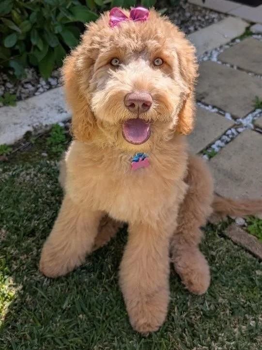 Couldn&rsquo;t help but share these photos of gorgeous Mertle, now Frankie 😍&hearts;️ what a beautiful girl!