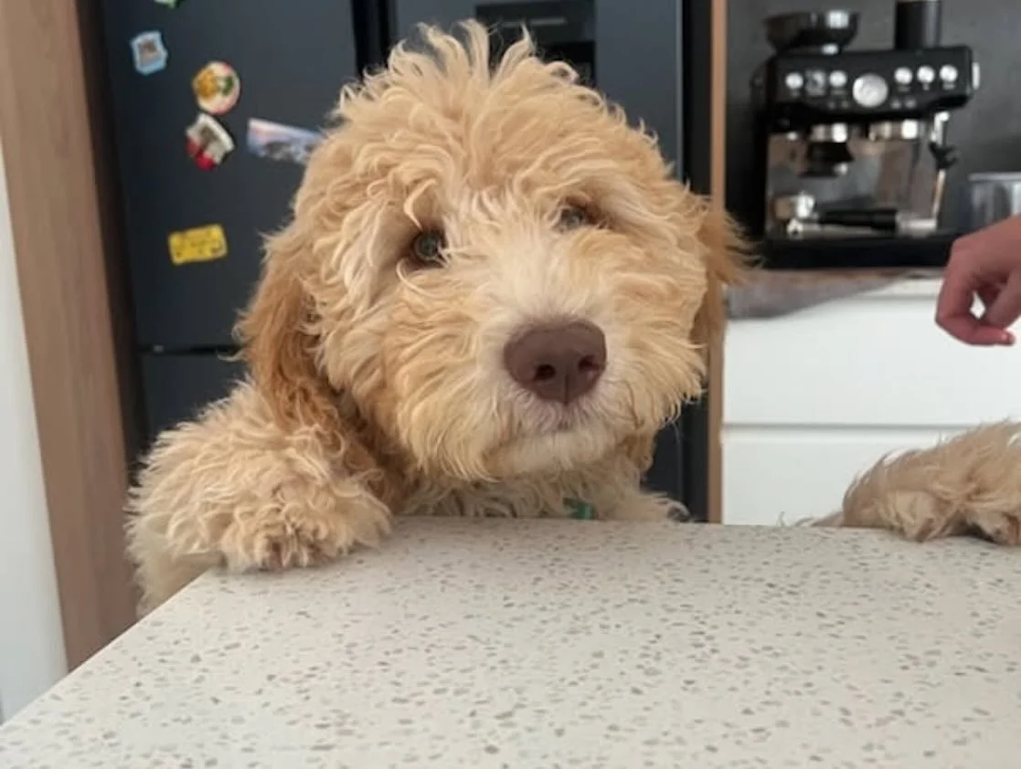 Premium William 💛 now Lenny &ldquo;Lenny is growing into such a beautiful dog. He&rsquo;s been so good at my work with the elderly, very calm and intuitive with them. We just adore him 🥰&rdquo;
