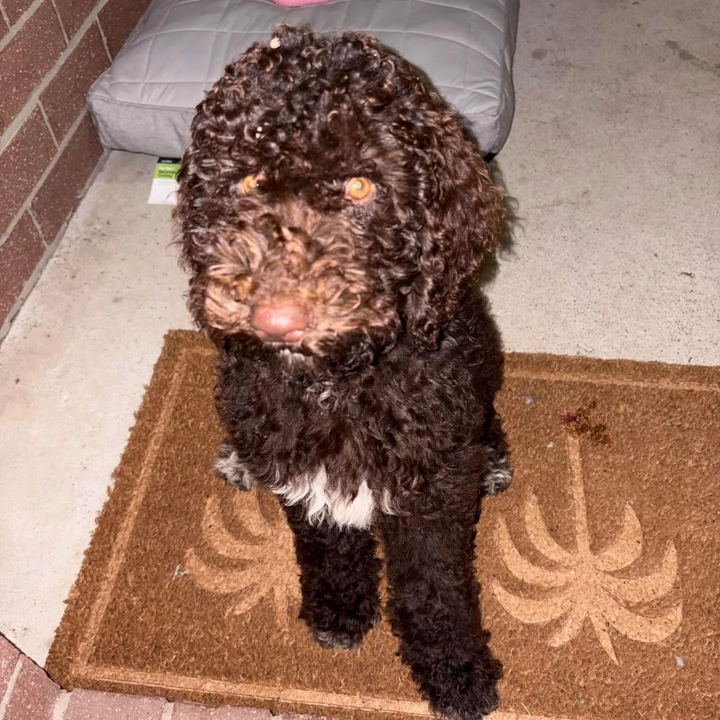 🐾 Belle is Looking for Her Forever Family 🐾

This sweet girl from Truffle&rsquo;s litter, Belle, is now looking for a new forever home through no fault of her own and due to sudden ill-health.

✨ About Belle:
- Multigenerational Labradoodle
- DOB: 