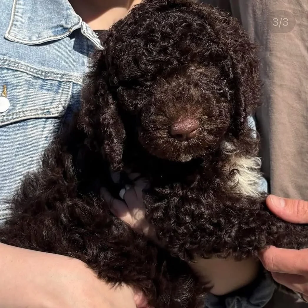 🐾 Belle is Looking for Her Forever Home (Again) 🐾

Our beautiful girl Belle is once again searching for her perfect family.

The family originally chosen for Belle have had an unexpected change in work circumstances, which means they will be travel