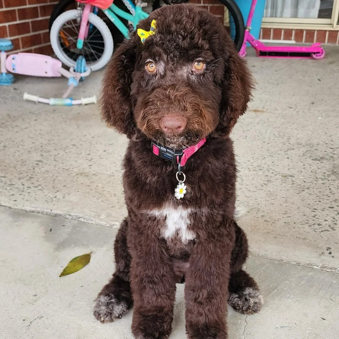 Belle now Daisy 🌼 has found her happily ever after and settled in beautifully 🥰&hearts;️