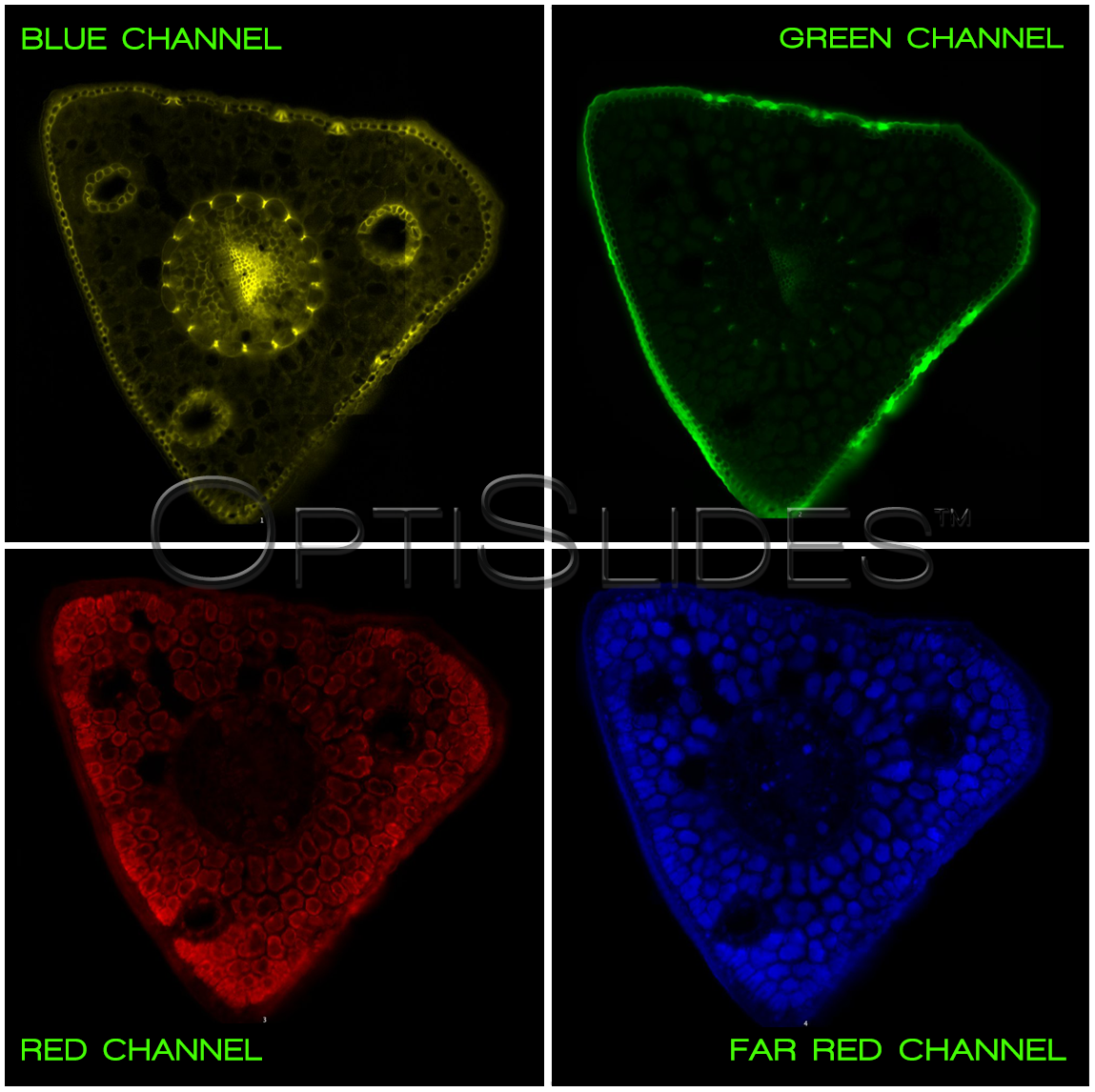 QUAD IMAGES - PINE COLOR WMK.PNG