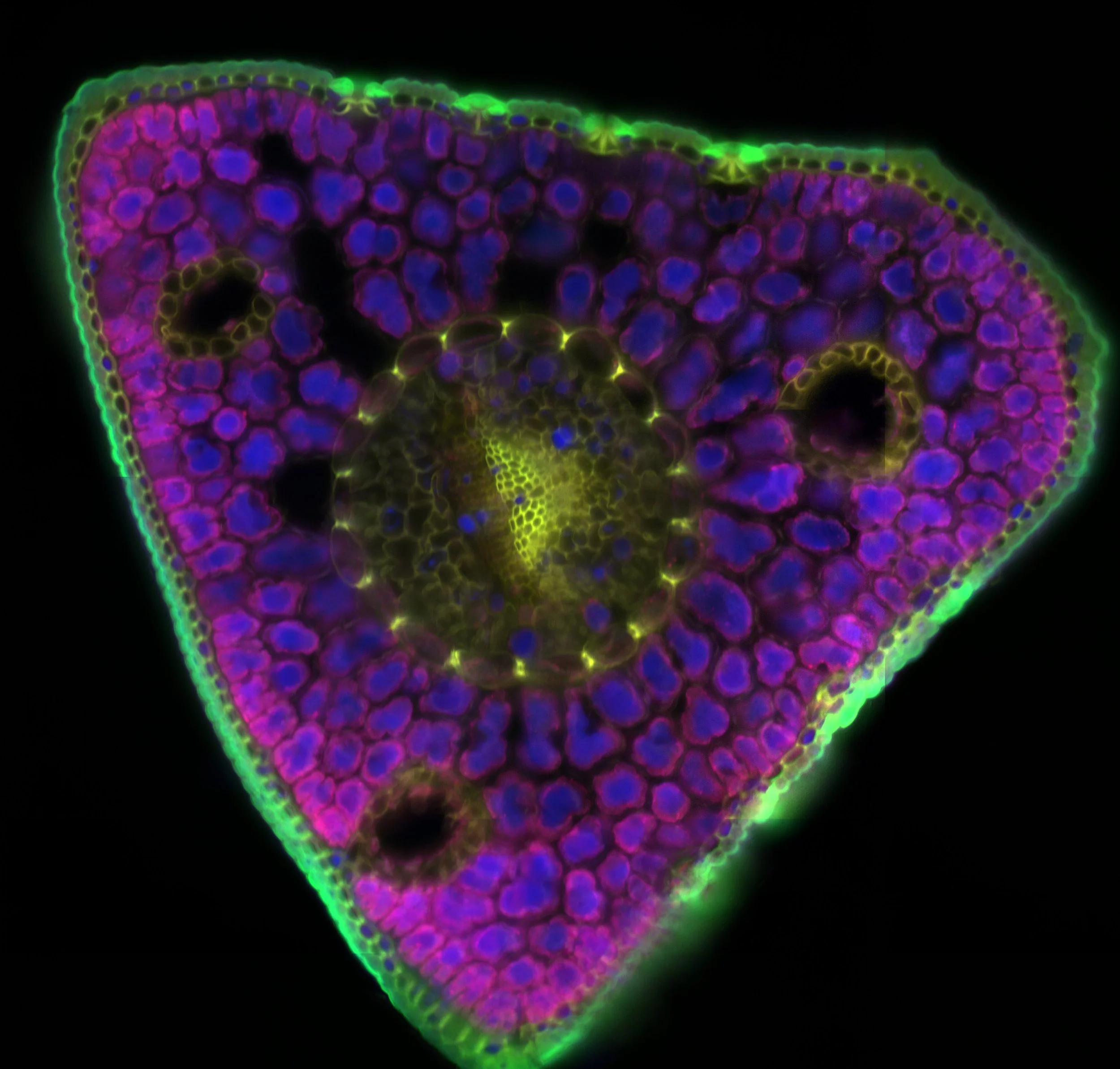 Plant: Stone Pine Needle