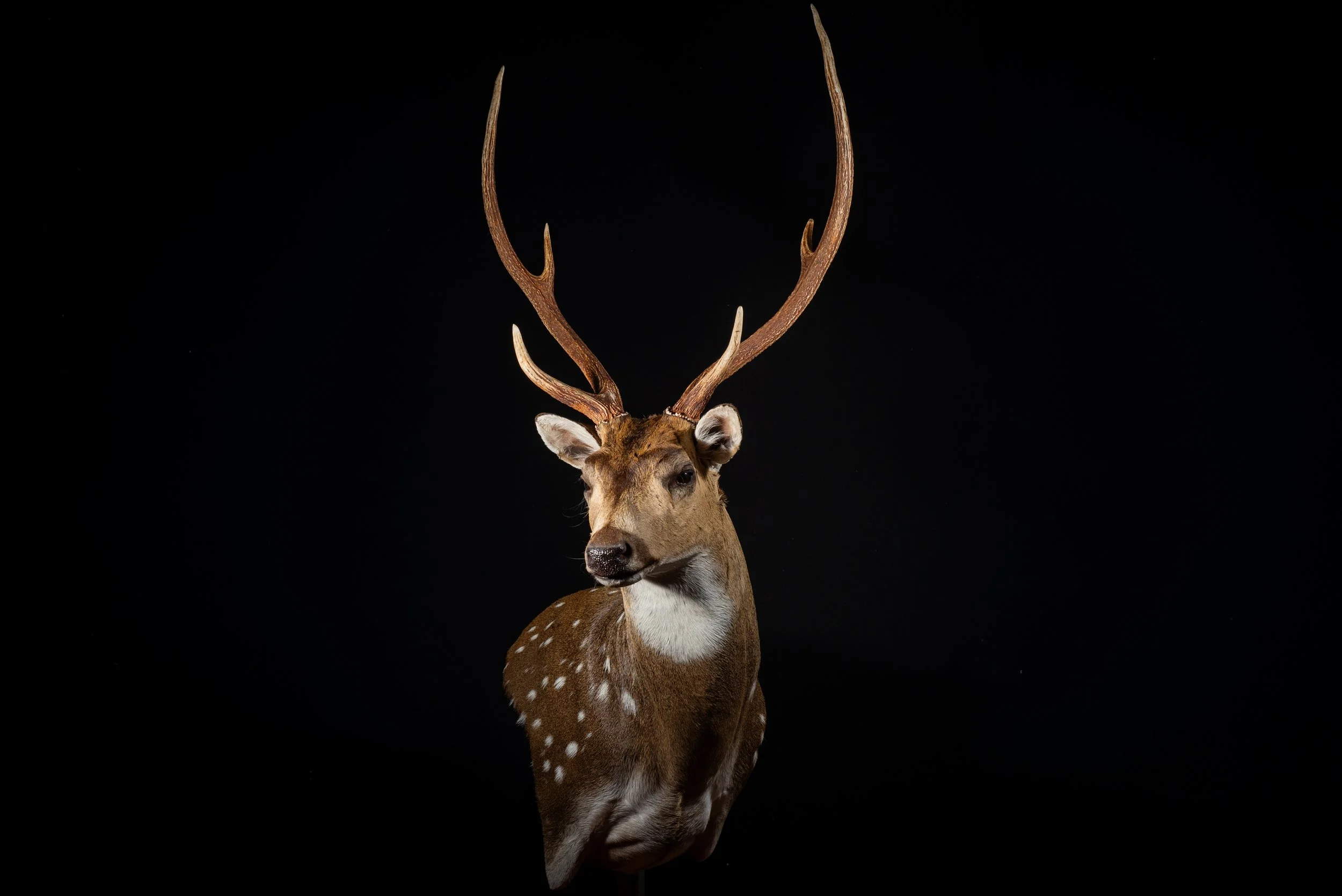 Chital Deer Stag Wall Pedestal Mount by Central West NSW Taxidermists, Porterhouse Taxidermy