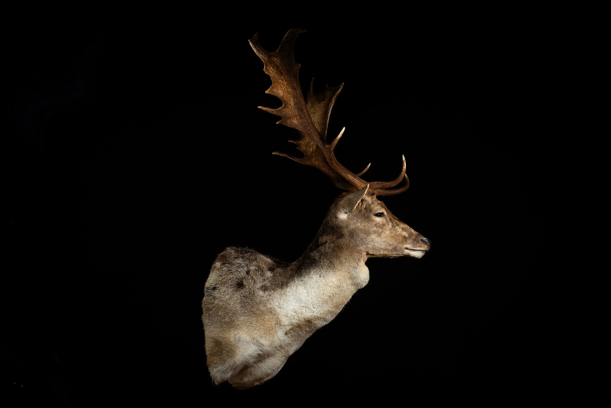 Fallow Deer Buck Mount by Central West NSW Taxidermists, Porterhouse Taxidermy
