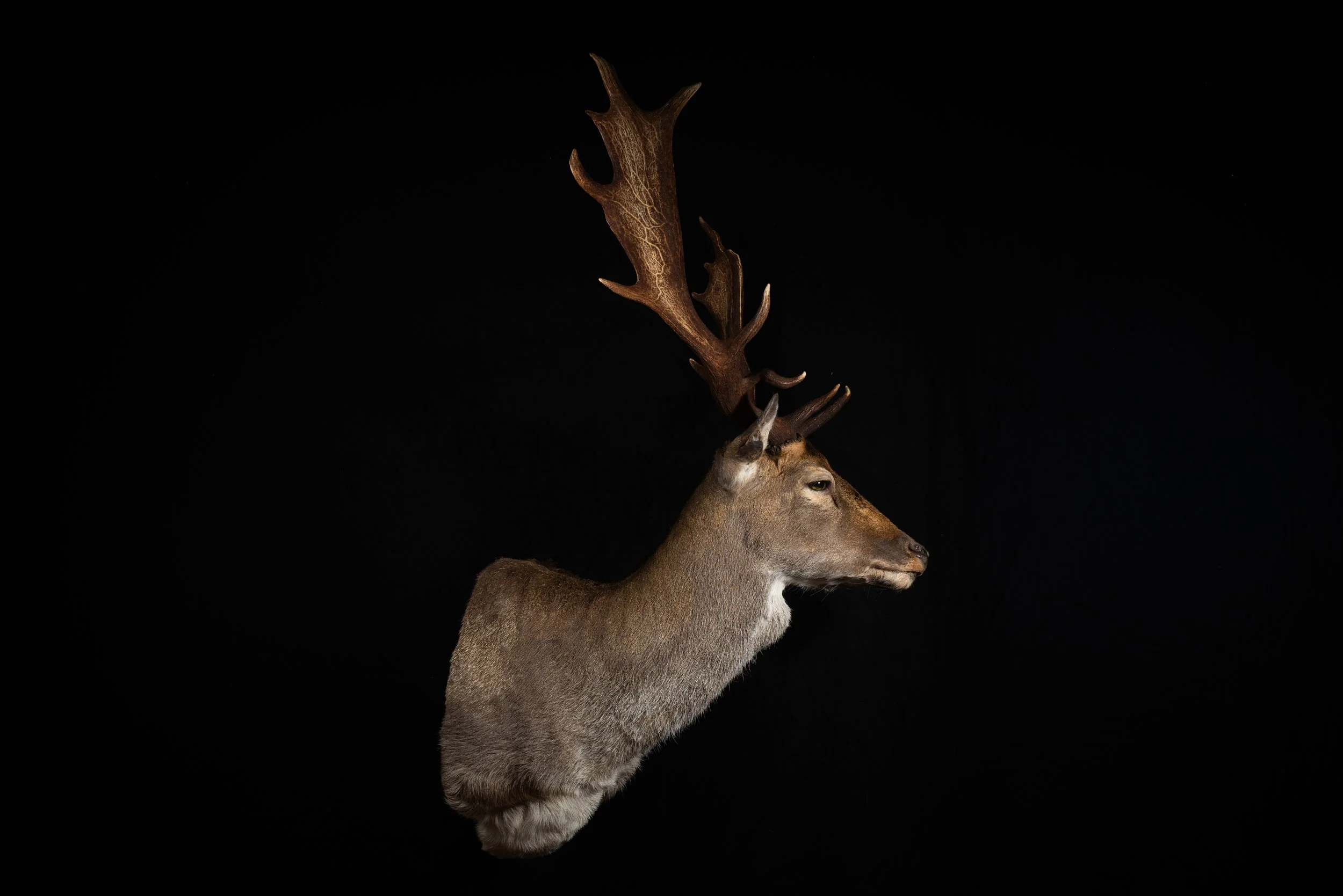 Winter Fallow Deer Buck Mount by Central West NSW Taxidermists, Porterhouse Taxidermy