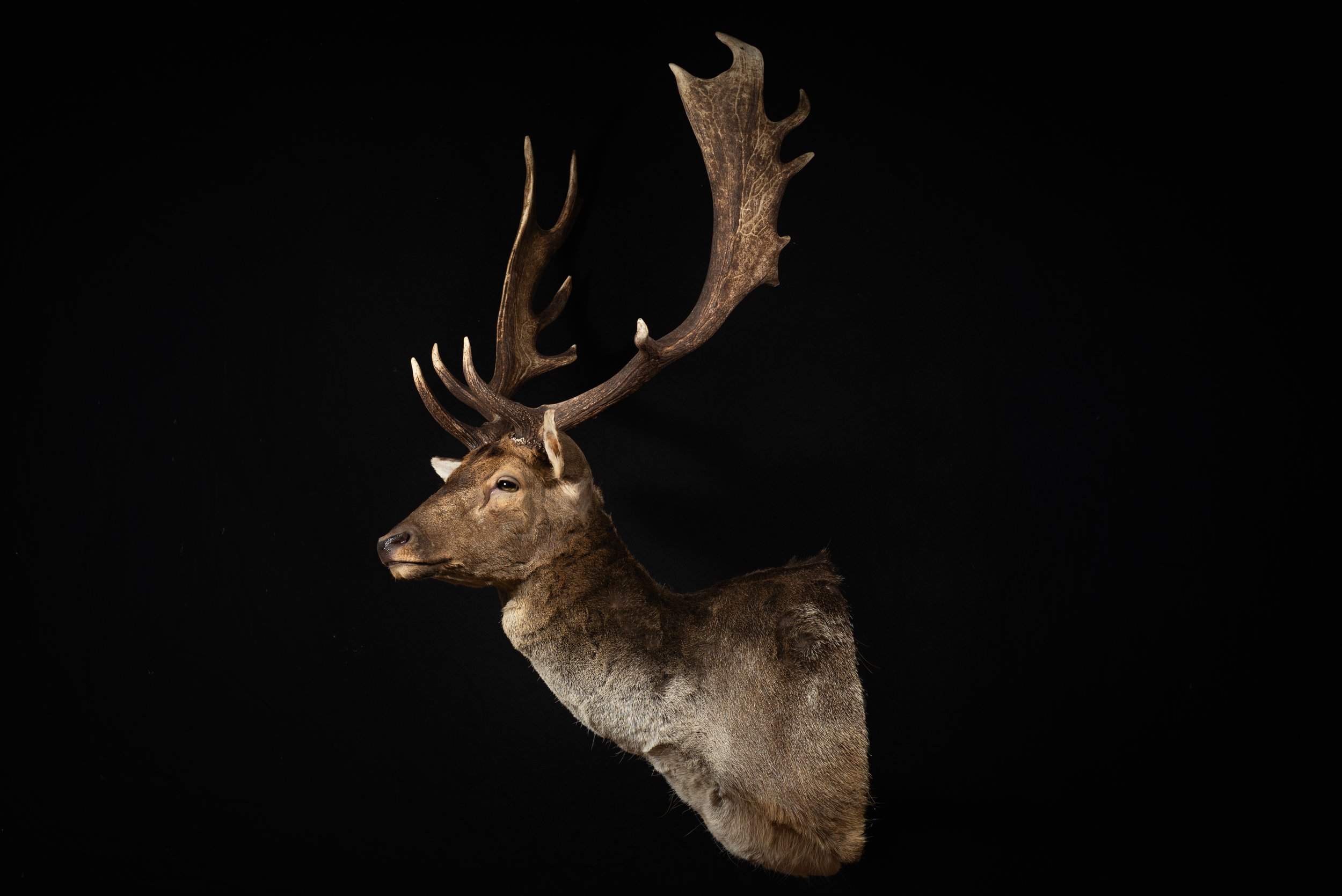 Fallow Deer Buck Mount by Central West NSW Taxidermists, Porterhouse Taxidermy