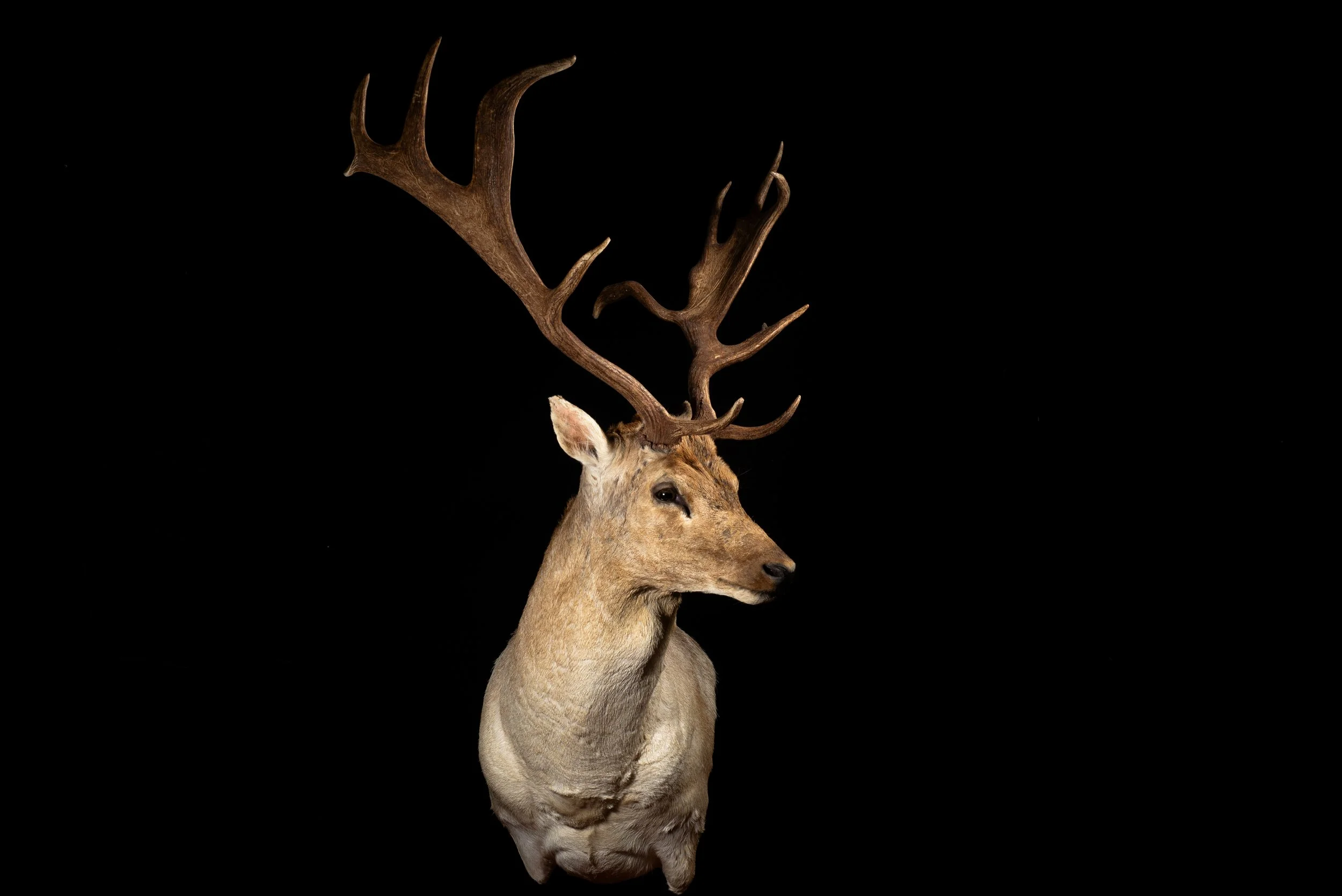 Fallow Deer Buck Wall Pedestal Mount by Central West NSW Taxidermists, Porterhouse Taxidermy