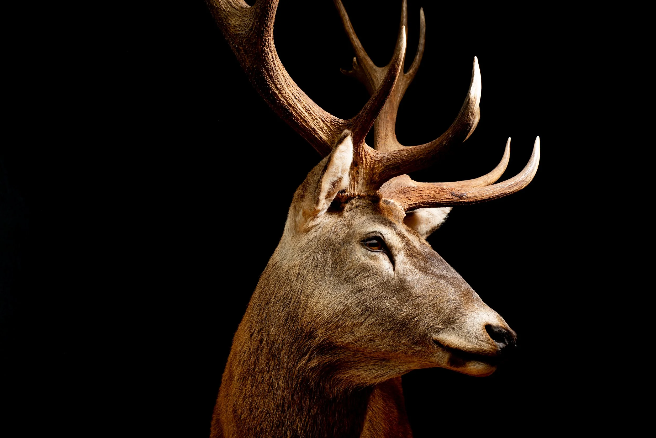 Red Deer Stag Shot in NSW Australia. Porterhouse Taxidermy. Central West NSW, Cowra Area. Taxidermists. Deer Hunting Australia.
