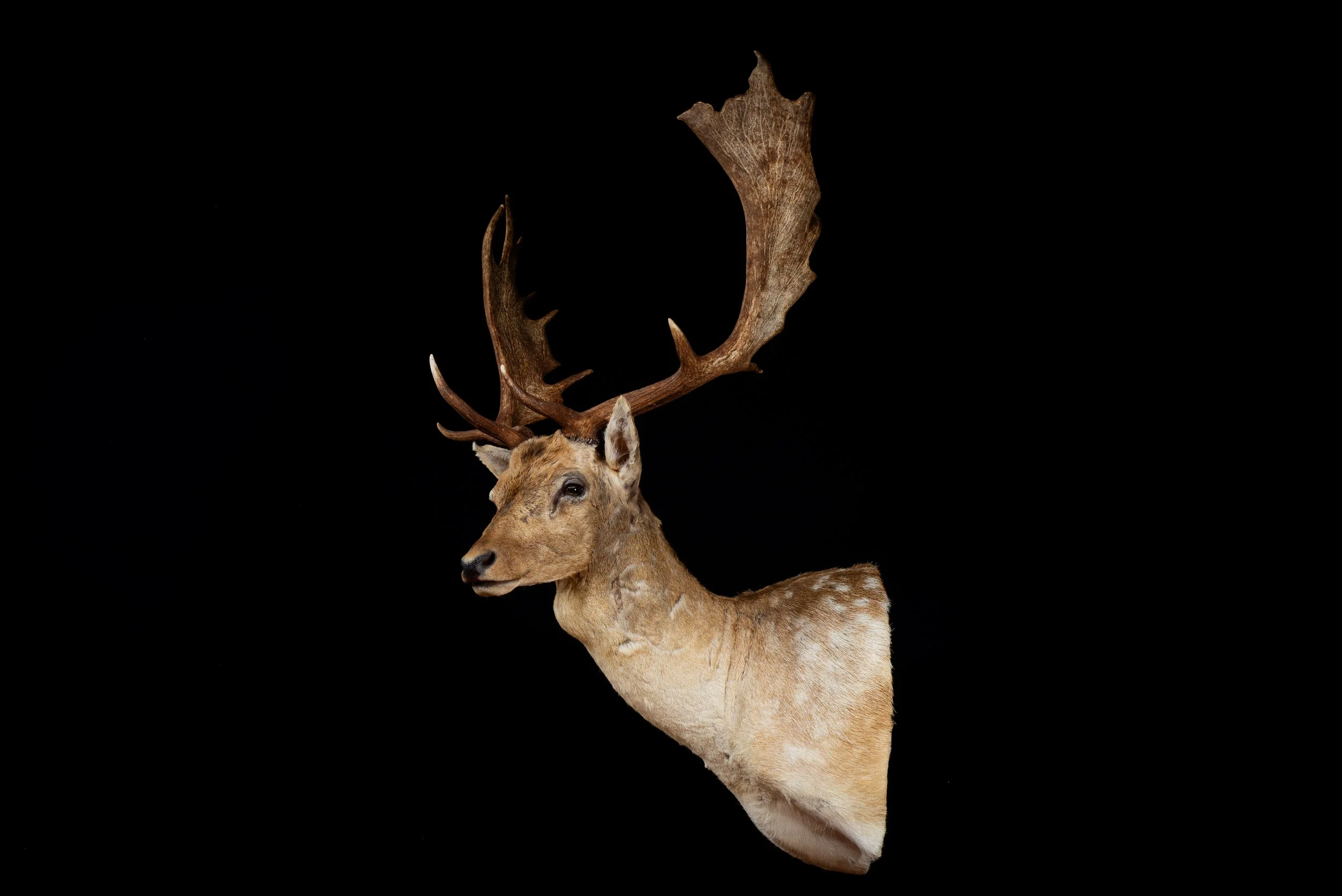 Fallow Deer Buck Shoulder Mount by Central West NSW Taxidermists, Porterhouse Taxidermy
