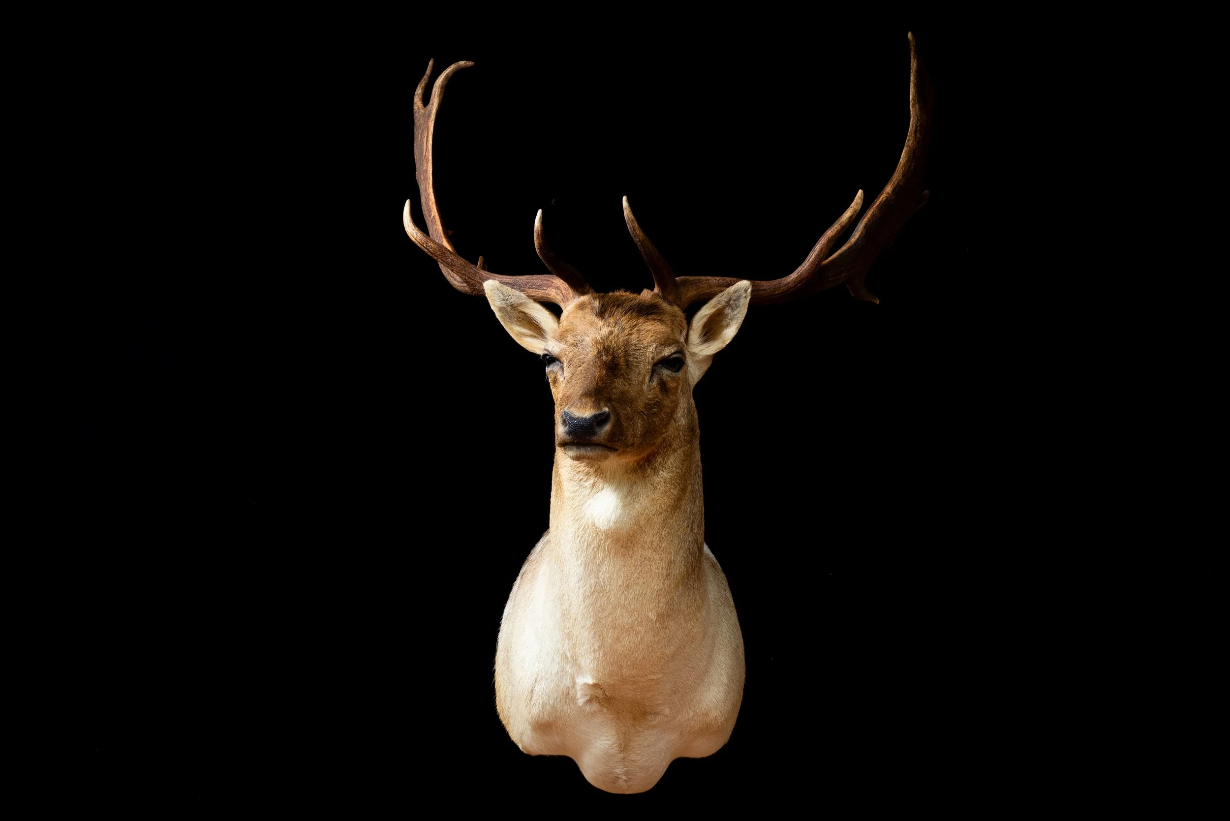 Fallow Deer Buck Mount by Central West NSW Taxidermists, Porterhouse Taxidermy