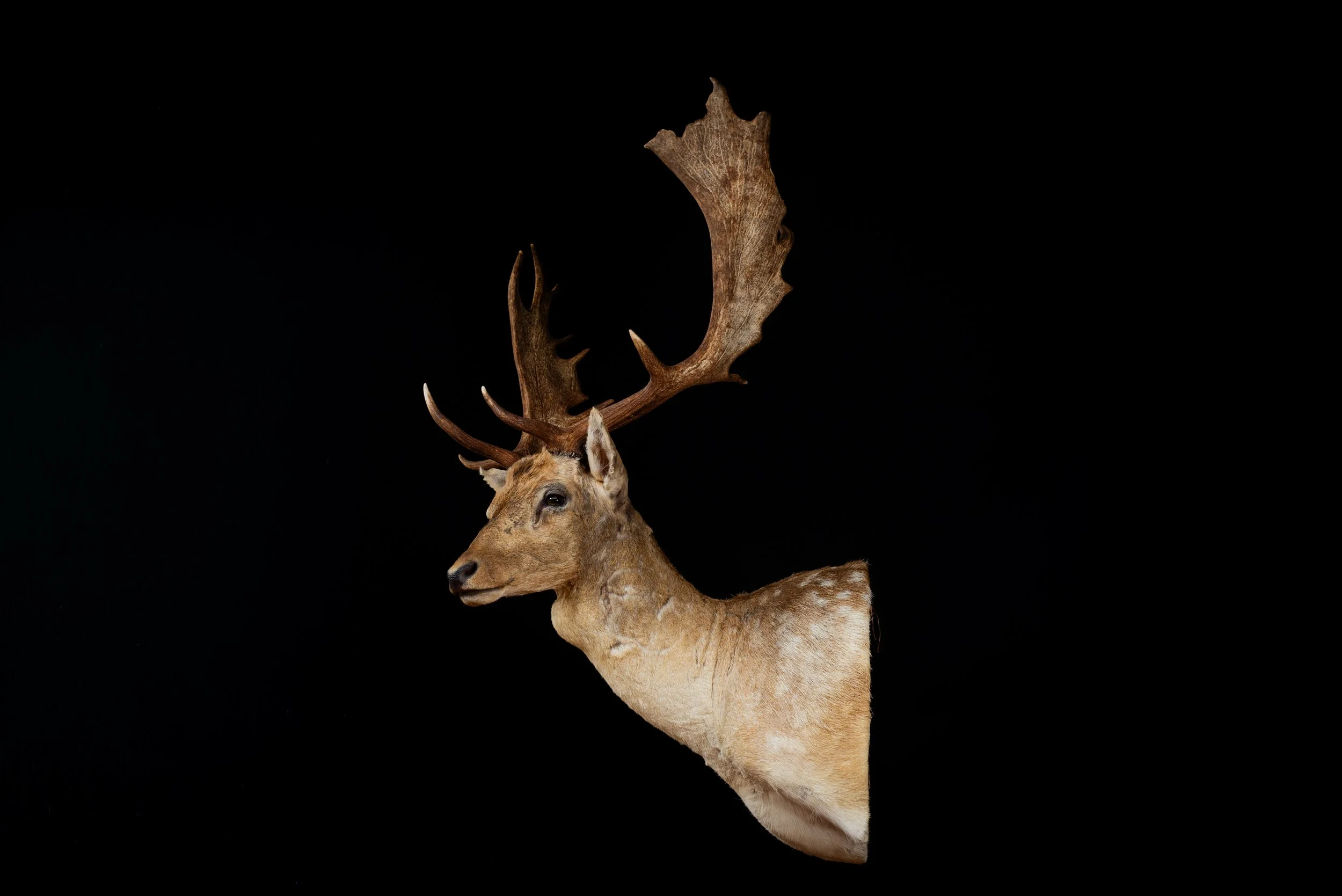 Fallow Deer Buck Shoulder Mount by Central West NSW Taxidermists, Porterhouse Taxidermy