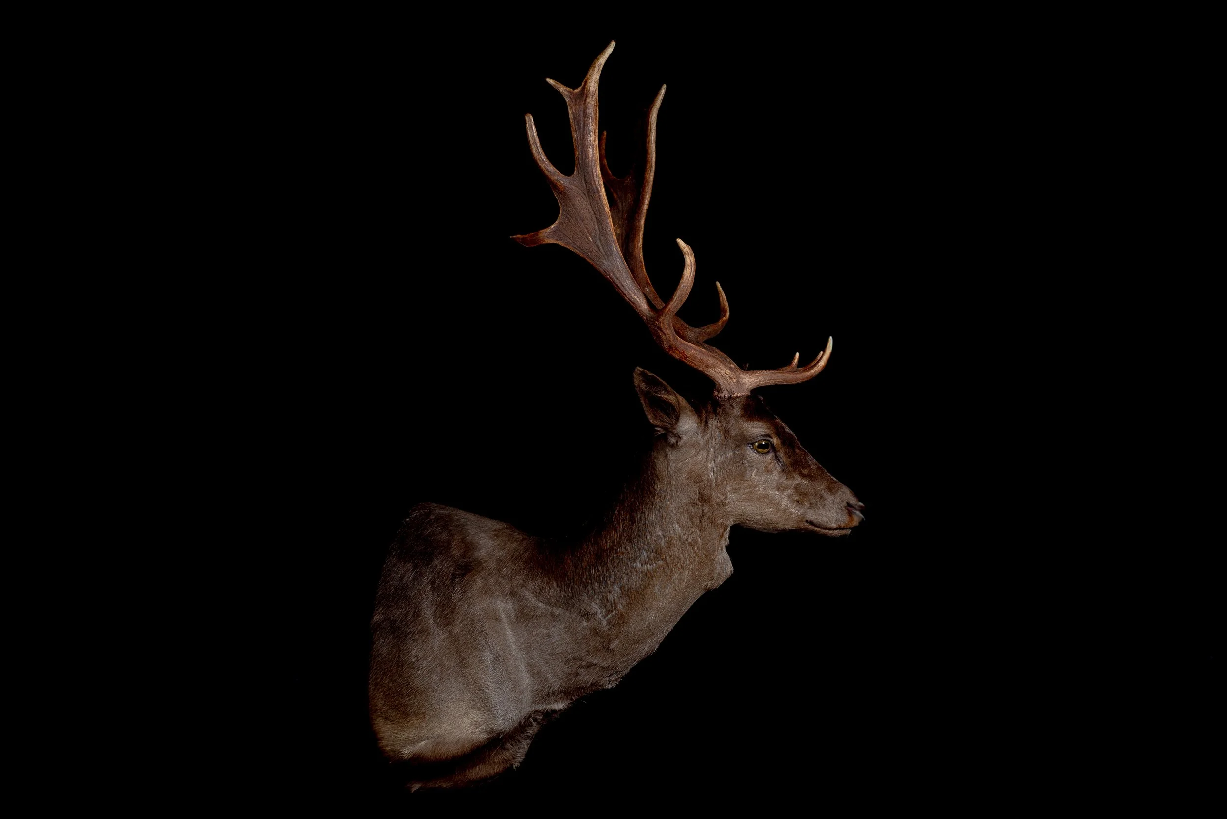 Fallow Deer Buck Mount by Central West NSW Taxidermists, Porterhouse Taxidermy