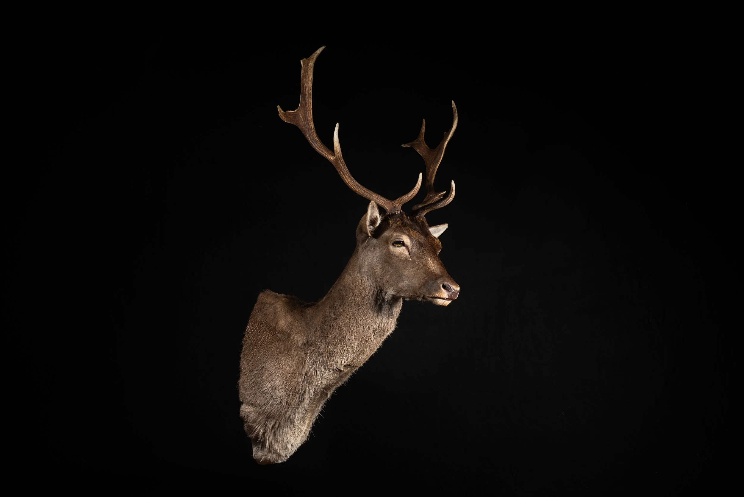 Fallow Deer Buck Mount by Central West NSW Taxidermists, Porterhouse Taxidermy