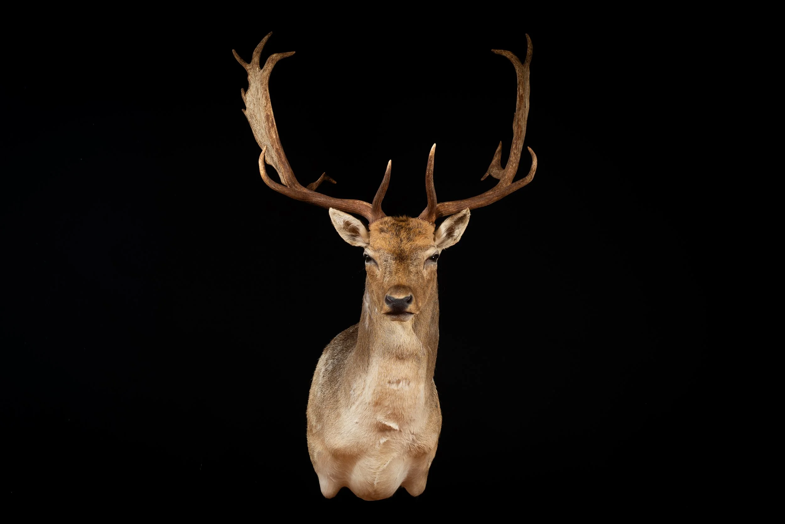 Fallow Deer Buck Shoulder Mount by Central West NSW Taxidermists, Porterhouse Taxidermy