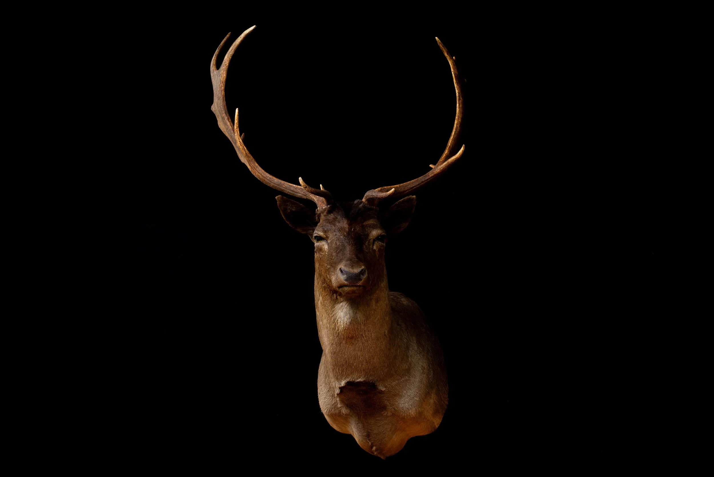 Fallow Deer Buck Mount by Central West NSW Taxidermists, Porterhouse Taxidermy