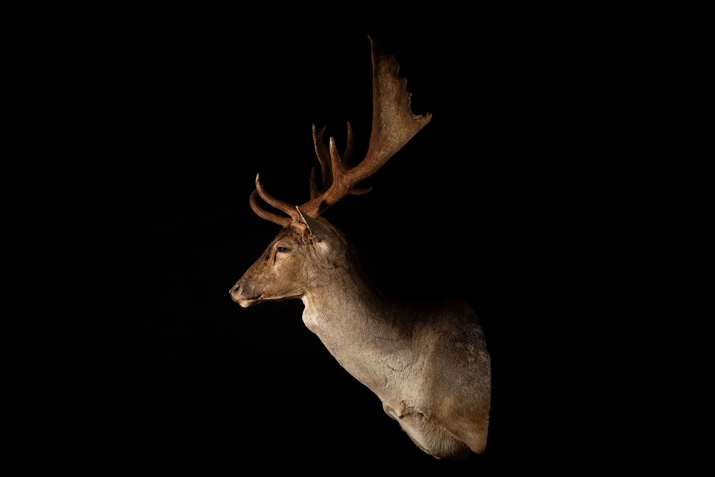 Fallow Deer Buck Mount by Central West NSW Taxidermists, Porterhouse Taxidermy