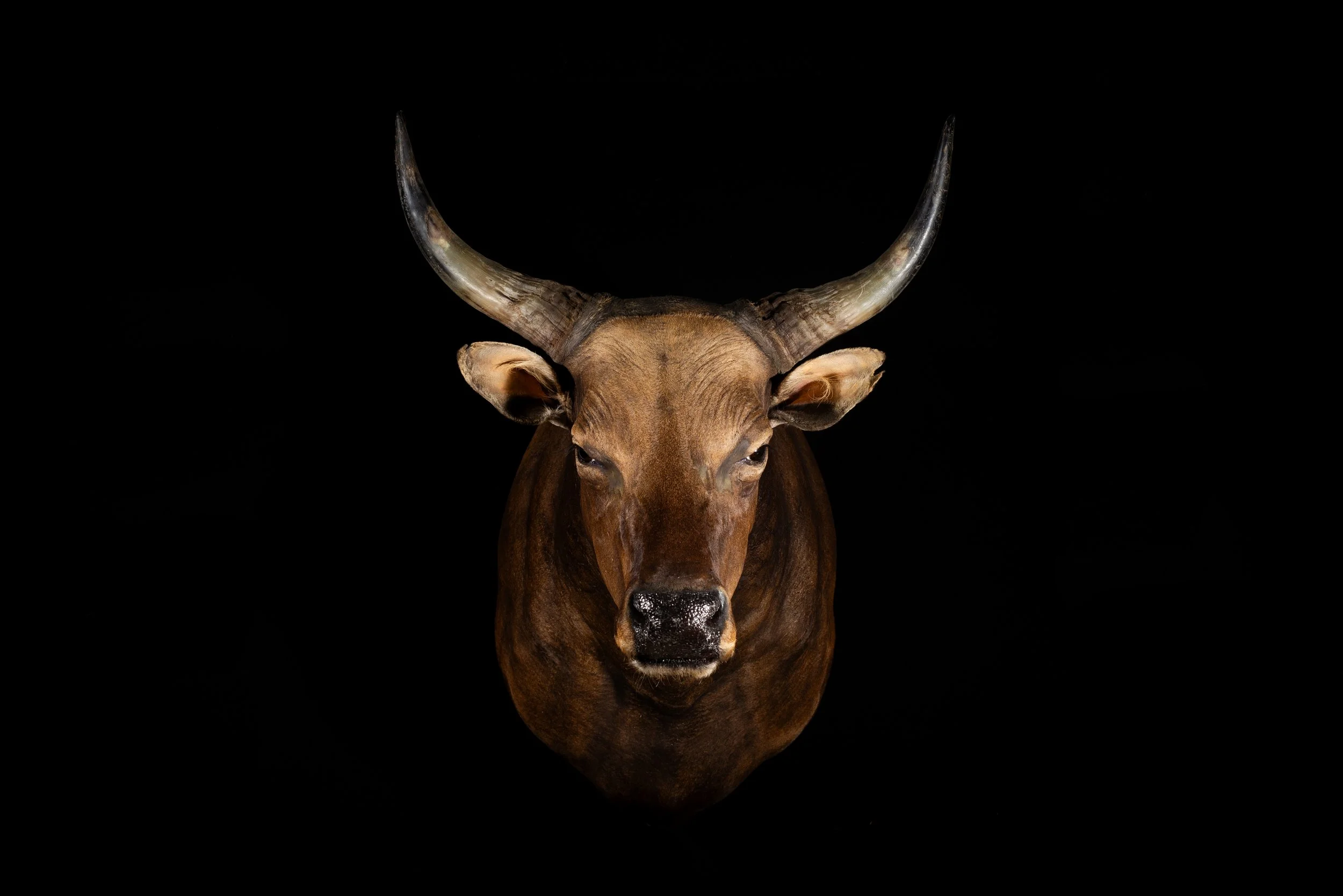 Banteng Shoulder Mount by Central West NSW Taxidermists, Porterhouse Taxidermy
