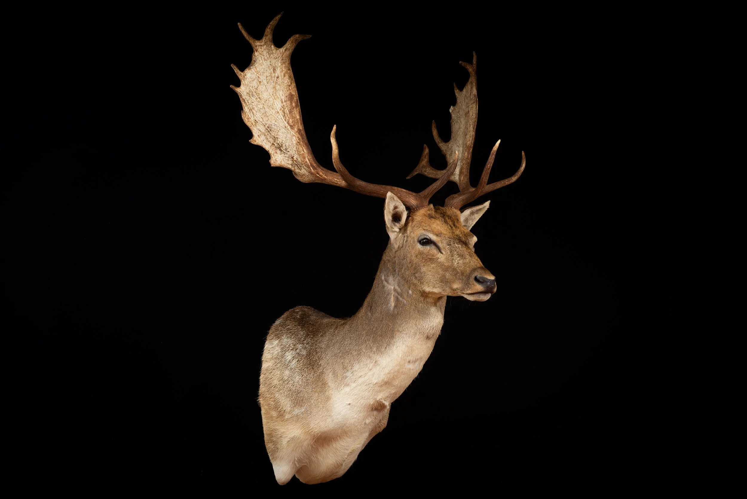 Fallow Deer Buck Shoulder Mount by Central West NSW Taxidermists, Porterhouse Taxidermy