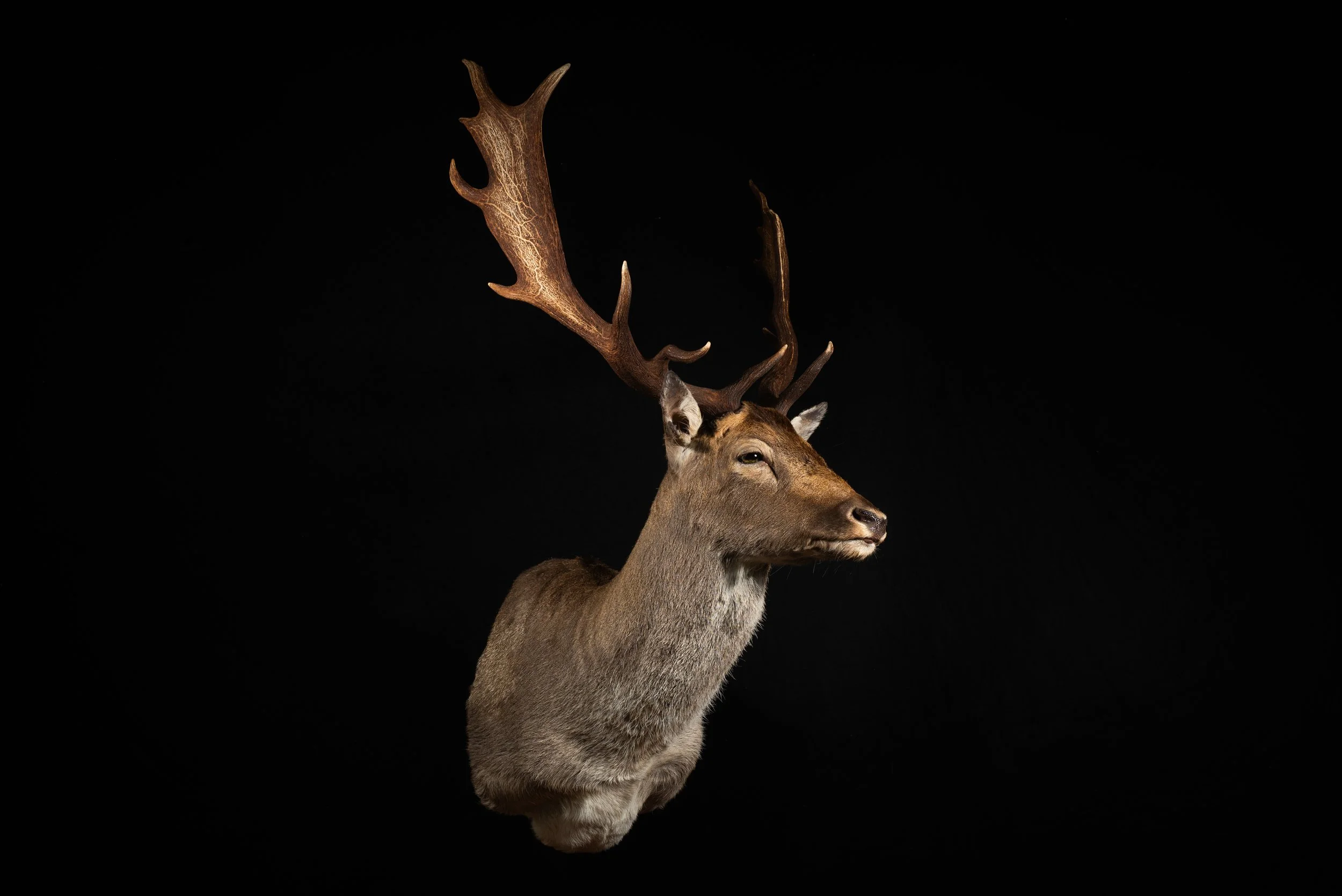 Winter Fallow Deer Buck Mount by Central West NSW Taxidermists, Porterhouse Taxidermy