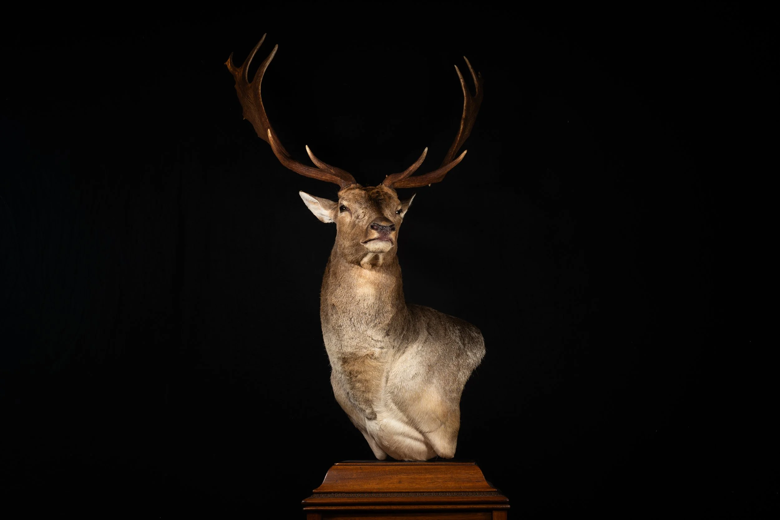 Fallow Deer Buck Floor Pedestal Mount by Central West NSW Taxidermists, Porterhouse Taxidermy