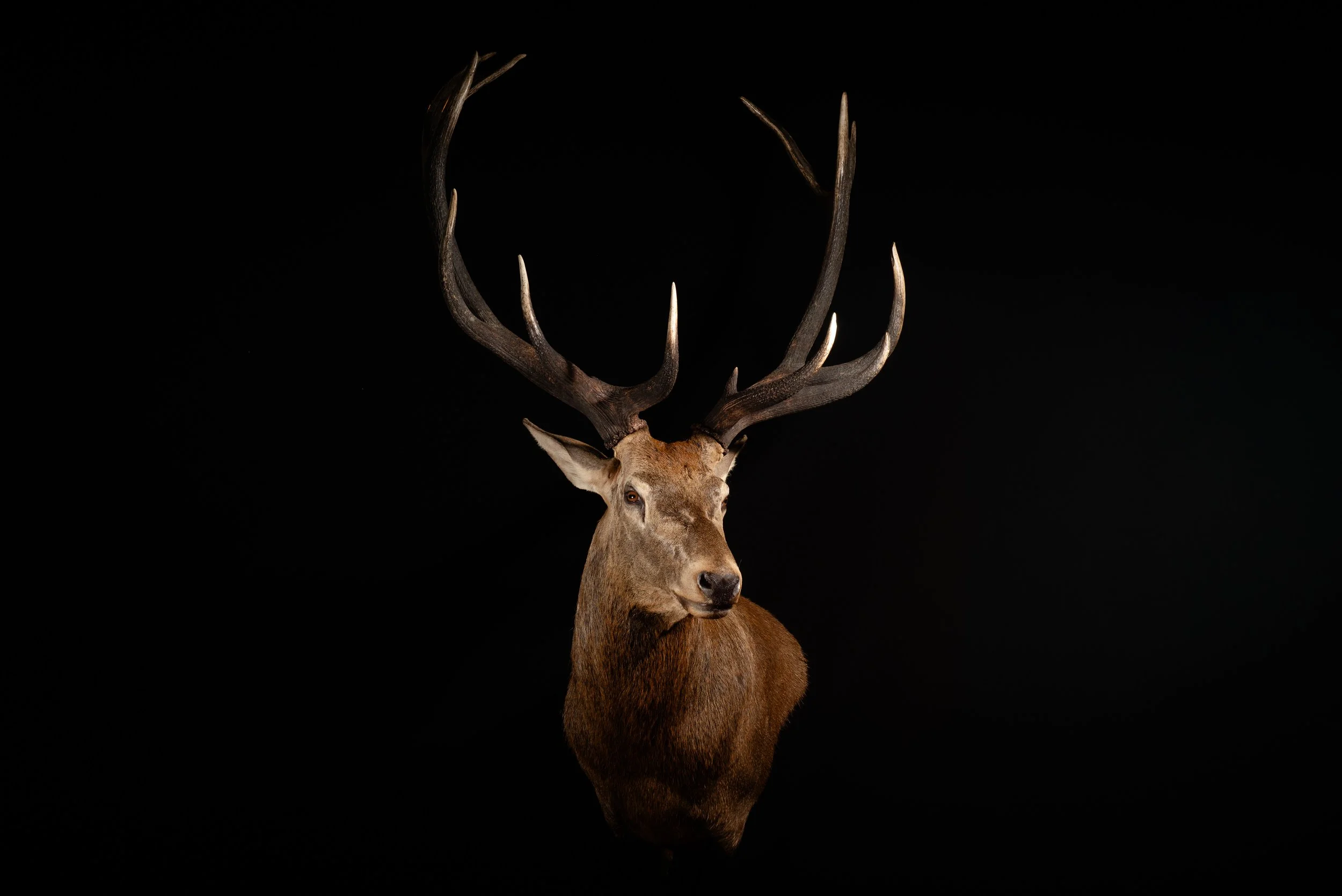 Red Deer Stag Wall Pedestal  Shot in NSW Australia. Mounted by Porterhouse Taxidermy. Central West NSW, Cowra Area. Taxidermists. Deer Hunting Australia.