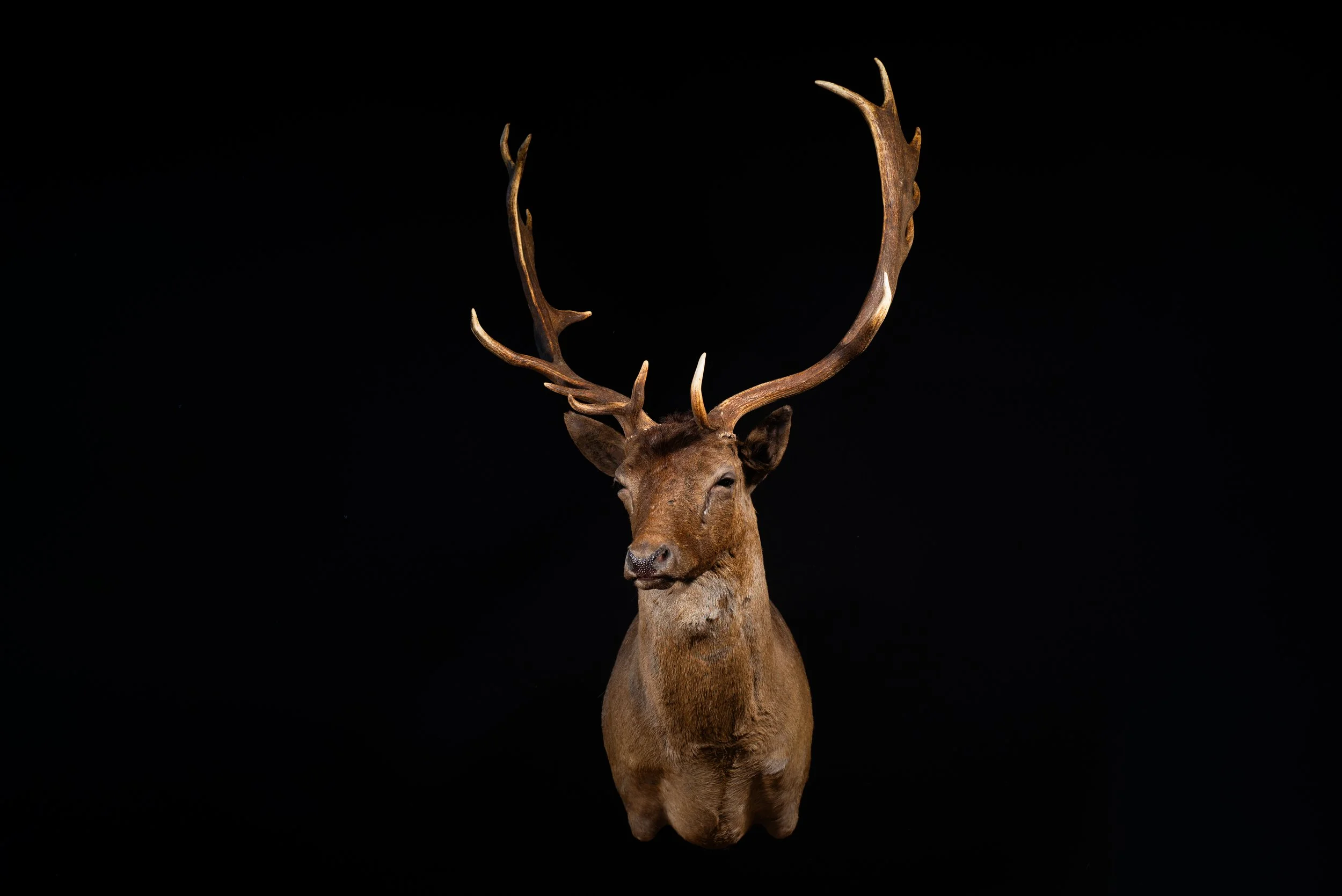 Fallow Deer Buck Mount by Central West NSW Taxidermists, Porterhouse Taxidermy