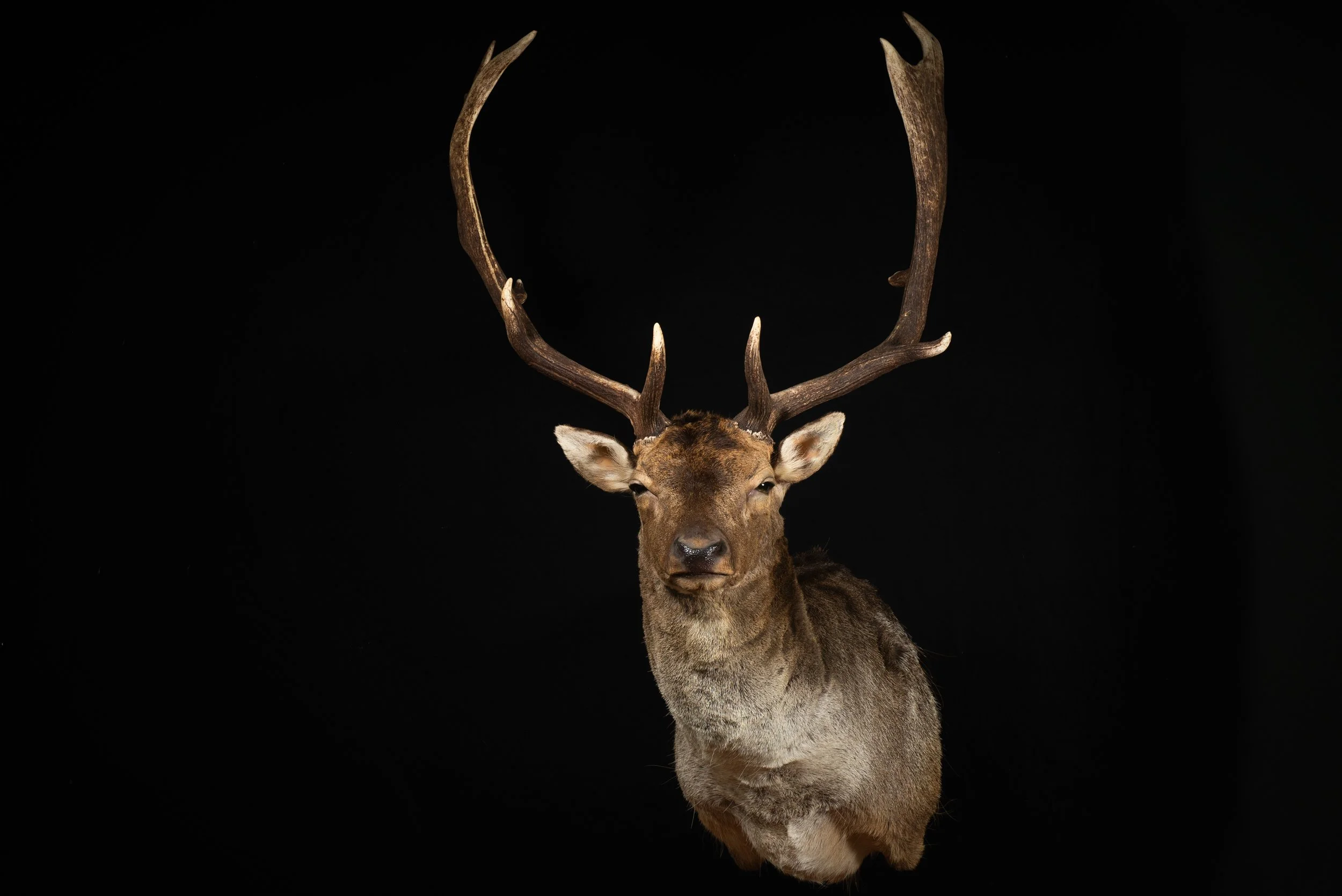 Fallow Deer Buck Mount by Central West NSW Taxidermists, Porterhouse Taxidermy