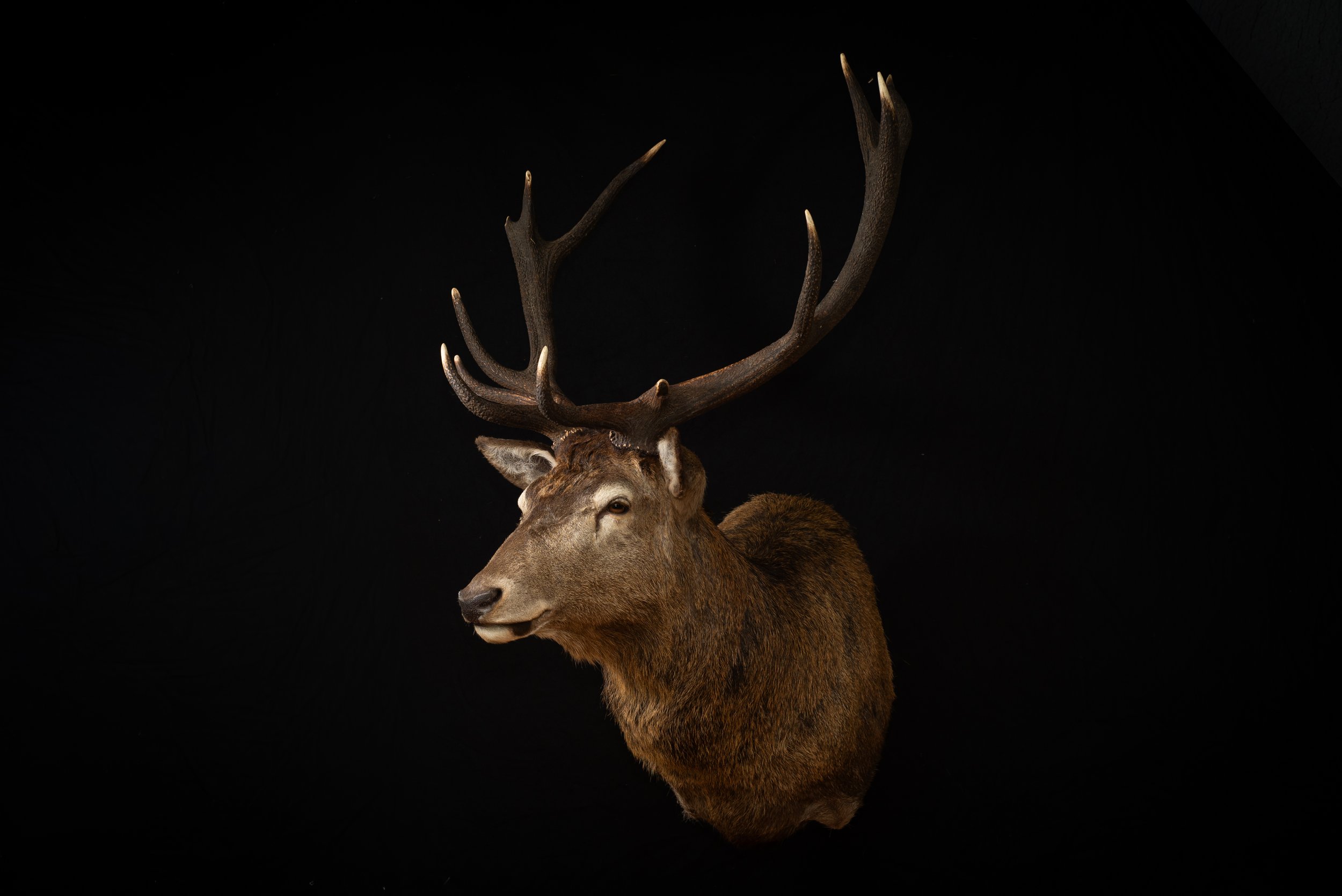 Red Deer Stag,  Australia. Porterhouse Taxidermy. Central West NSW, Cowra Area. Taxidermists. Deer Hunting Australia.