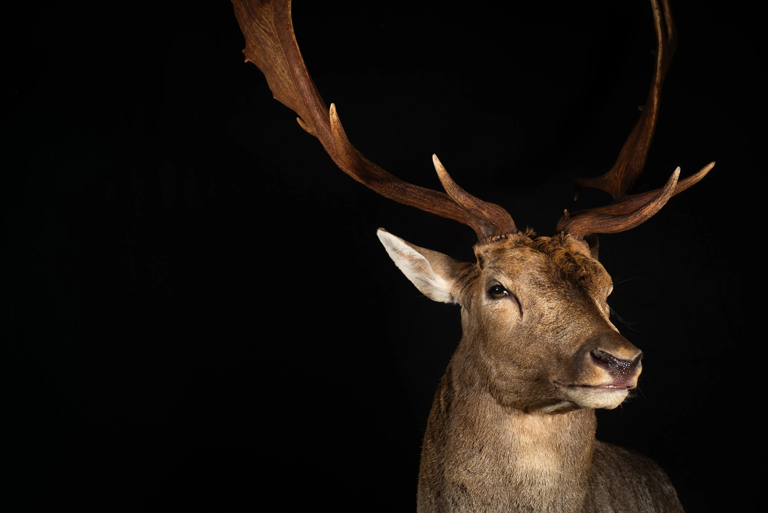 Fallow Deer Buck Floor Pedestal Mount by Central West NSW Taxidermists, Porterhouse Taxidermy