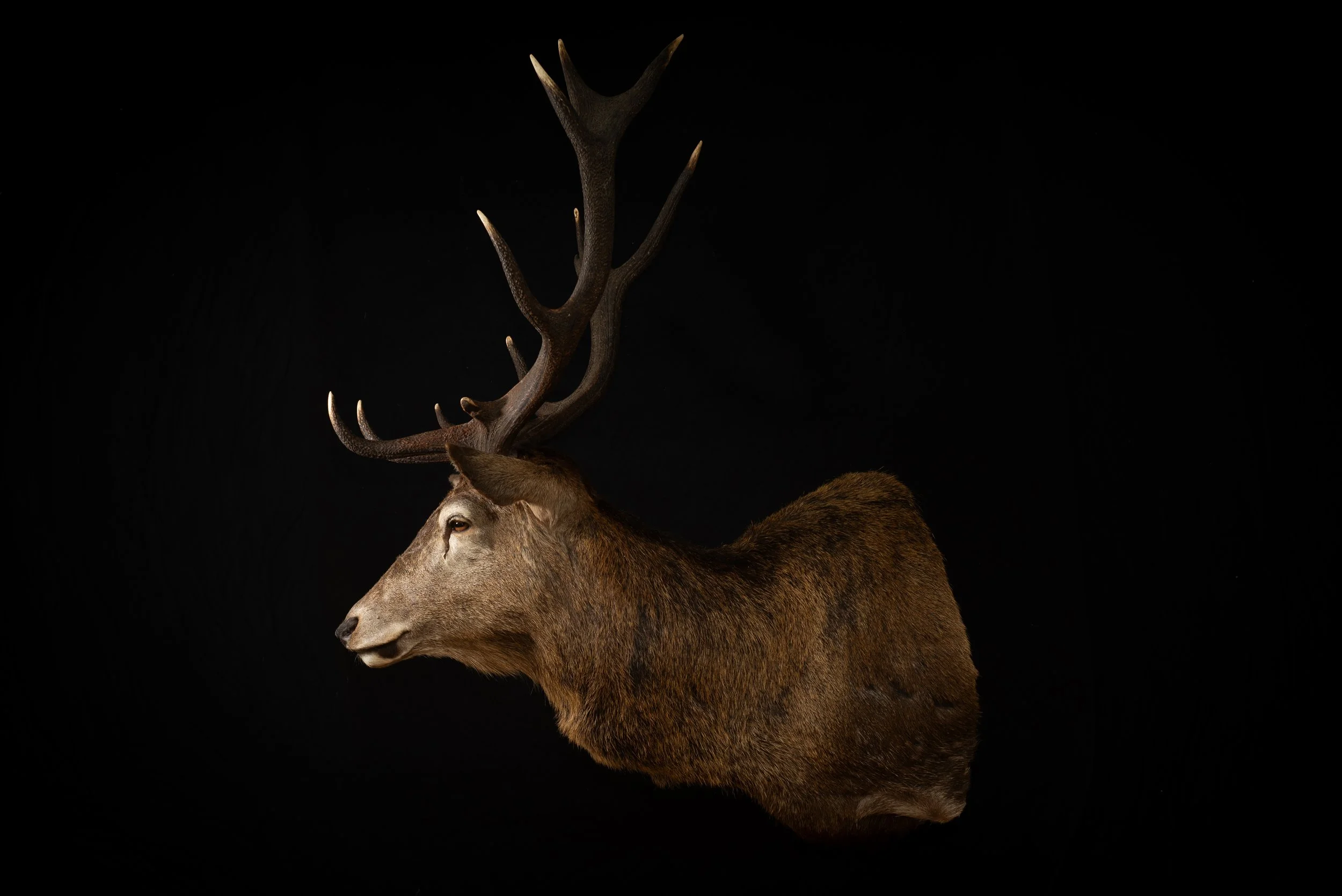 Red Deer Stag,  Australia. Porterhouse Taxidermy. Central West NSW, Cowra Area. Taxidermists. Deer Hunting Australia.