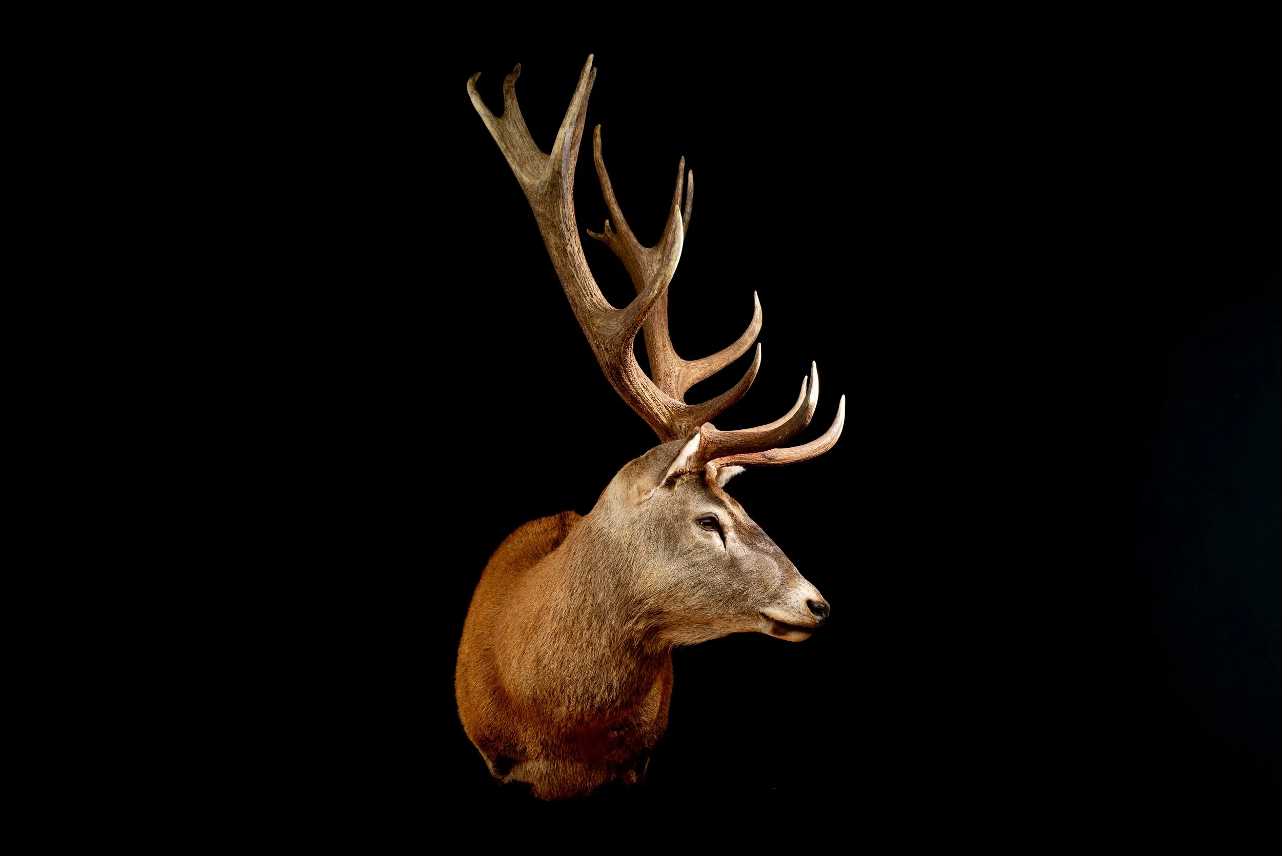 Red Deer Stag Shot in NSW Australia. Porterhouse Taxidermy. Central West NSW, Cowra Area. Taxidermists. Deer Hunting Australia.