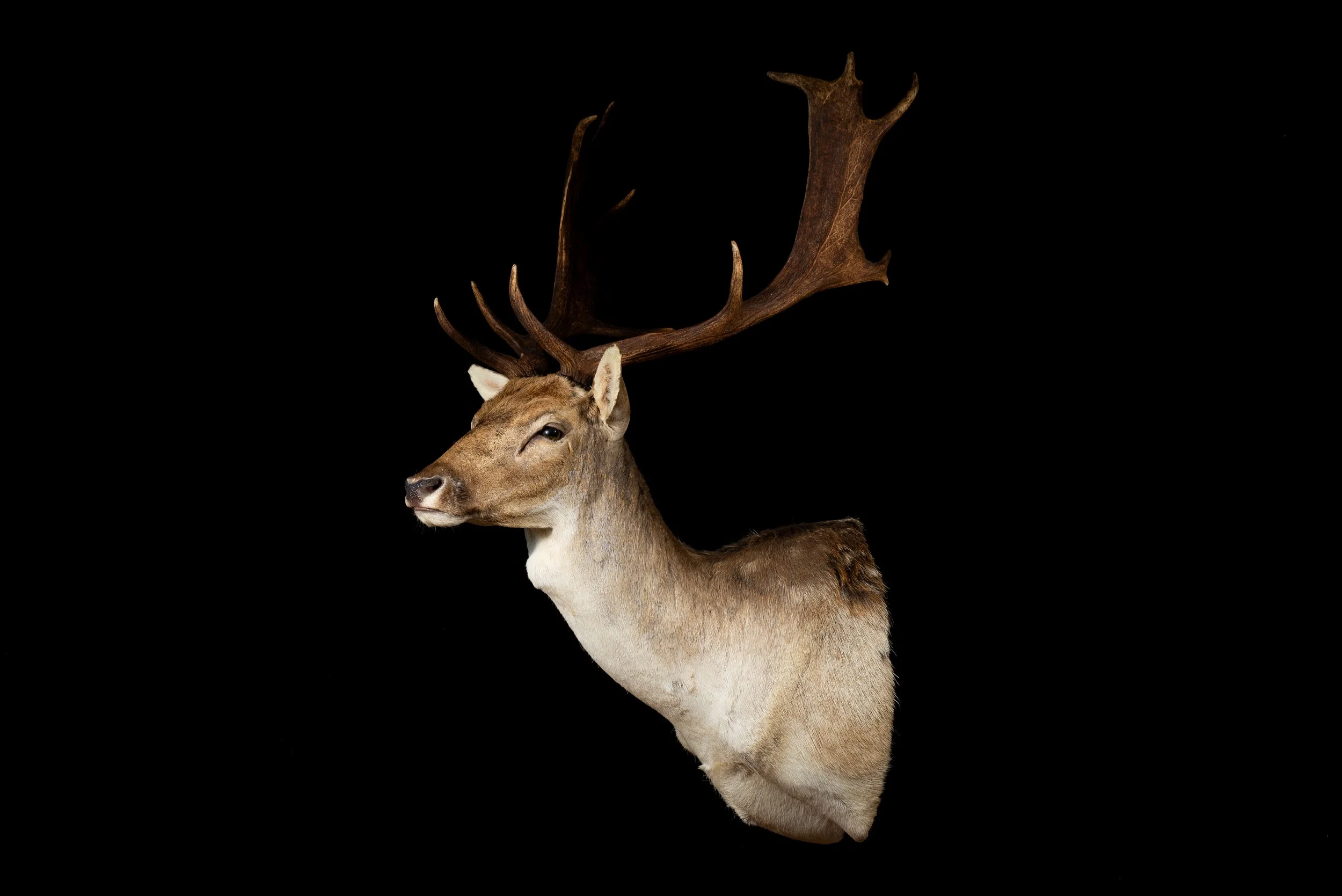 Fallow Deer Buck Mount by Central West NSW Taxidermists, Porterhouse Taxidermy