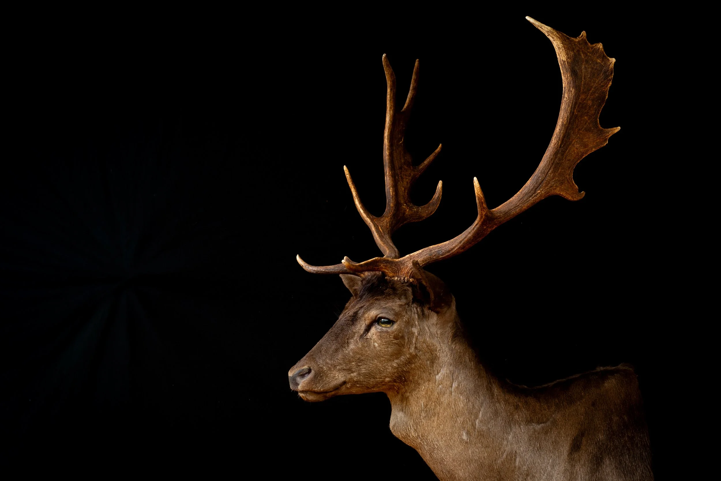 Fallow Deer Buck Mount by Central West NSW Taxidermists, Porterhouse Taxidermy