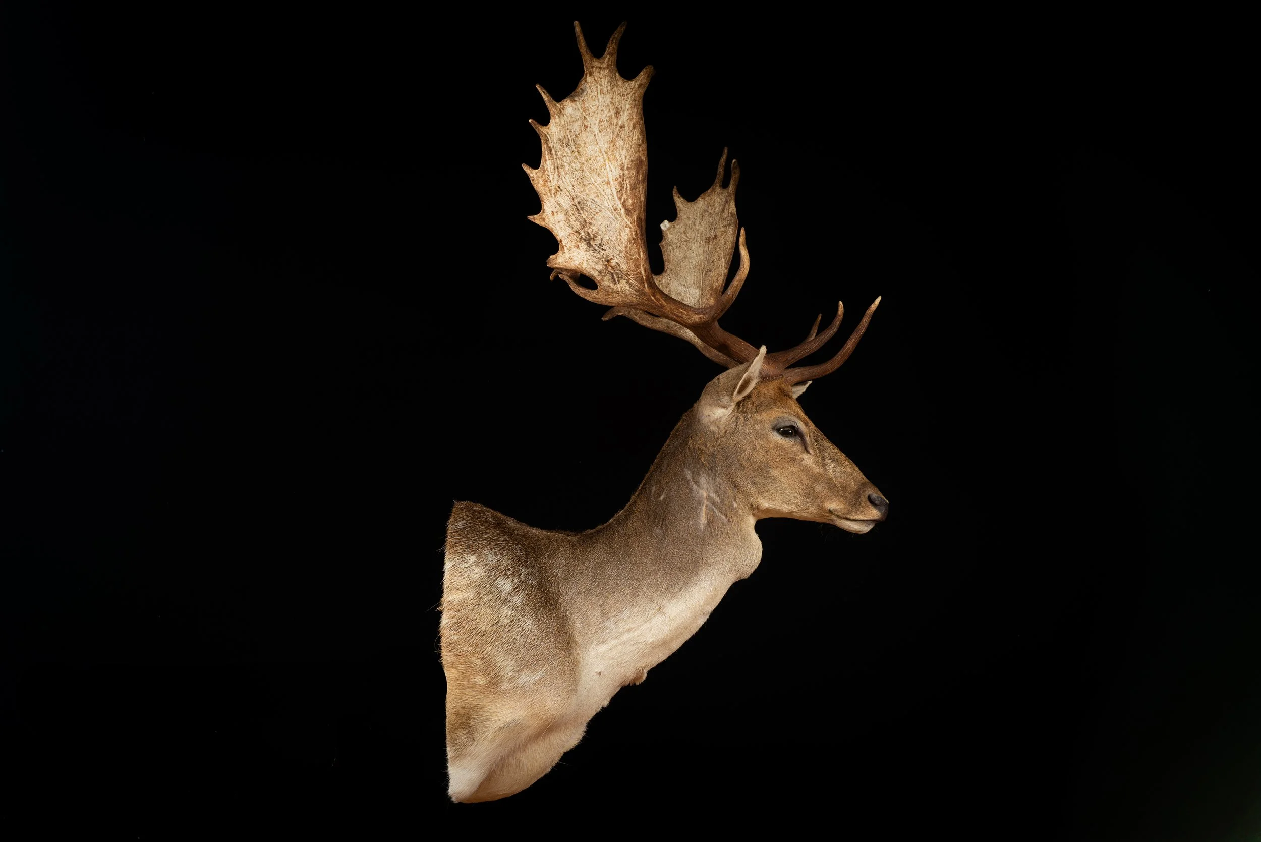 Fallow Deer Buck Shoulder Mount by Central West NSW Taxidermists, Porterhouse Taxidermy