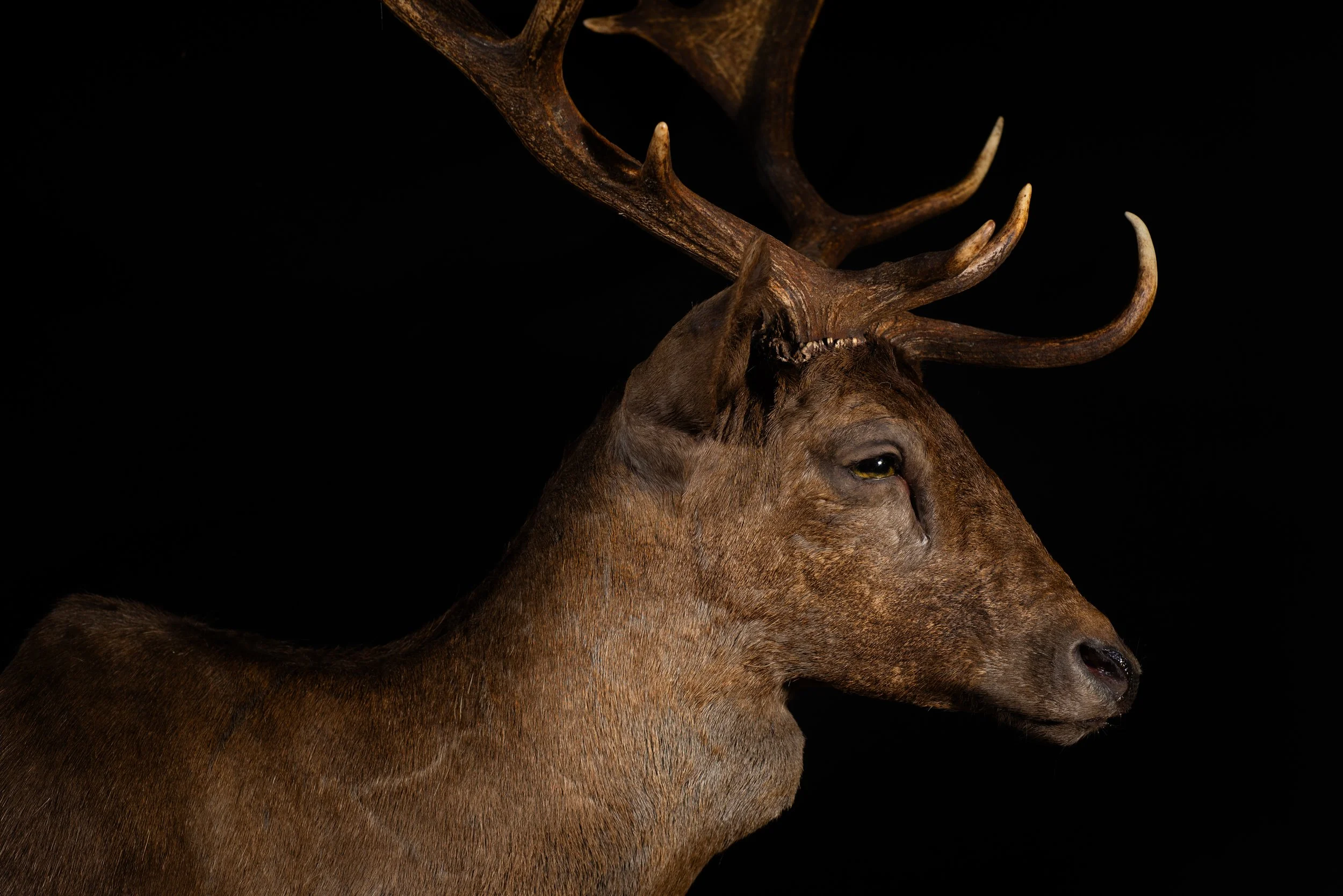 Fallow Deer Buck Mount by Central West NSW Taxidermists, Porterhouse Taxidermy