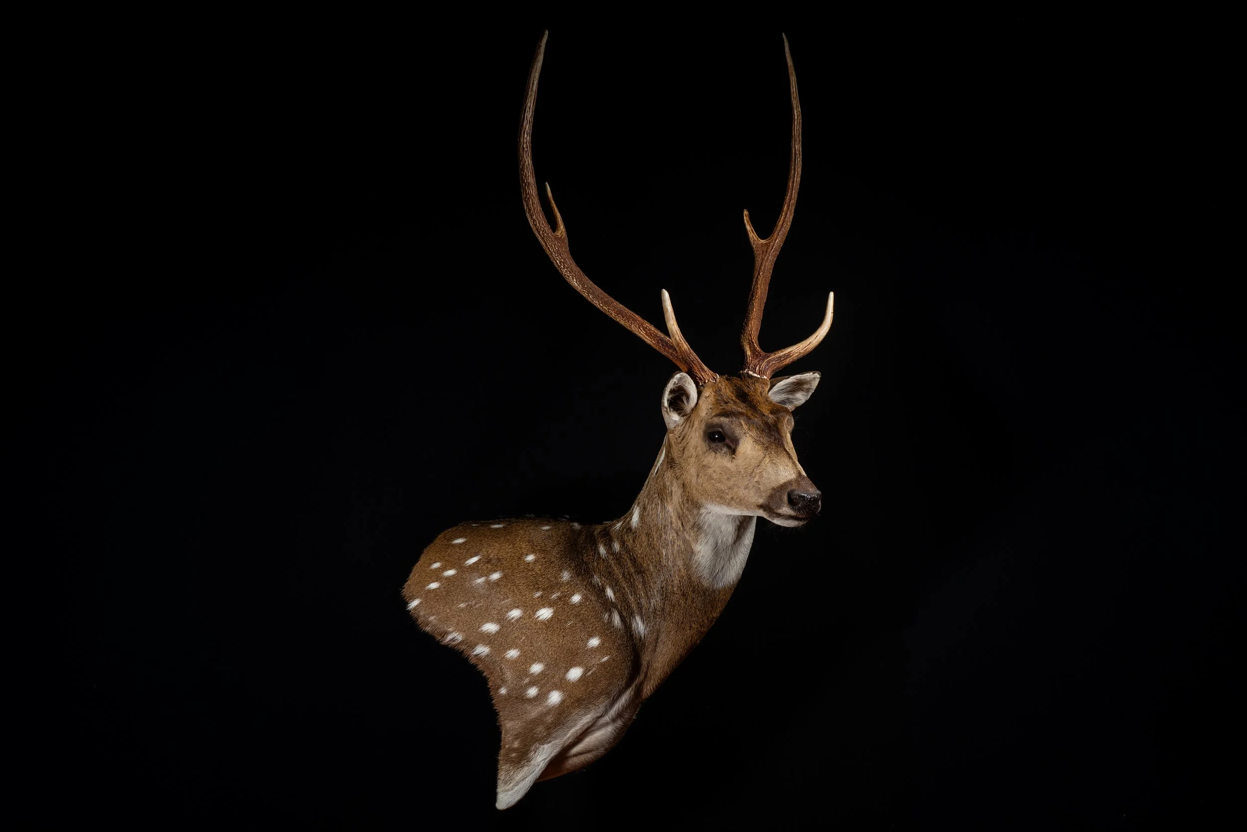 Chital Deer Stag Wall Pedestal Mount by Central West NSW Taxidermists, Porterhouse Taxidermy