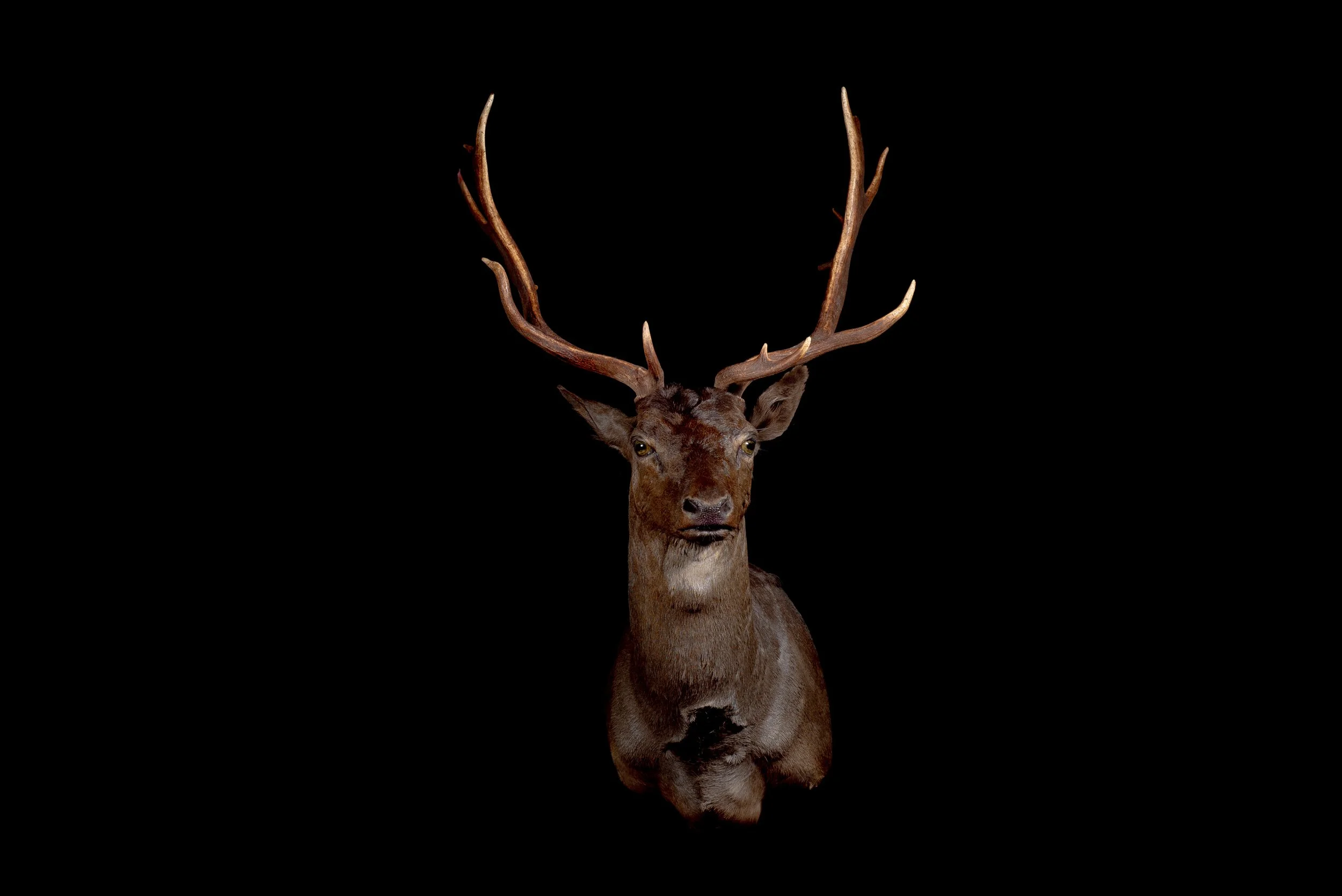 Fallow Deer Buck Mount by Central West NSW Taxidermists, Porterhouse Taxidermy