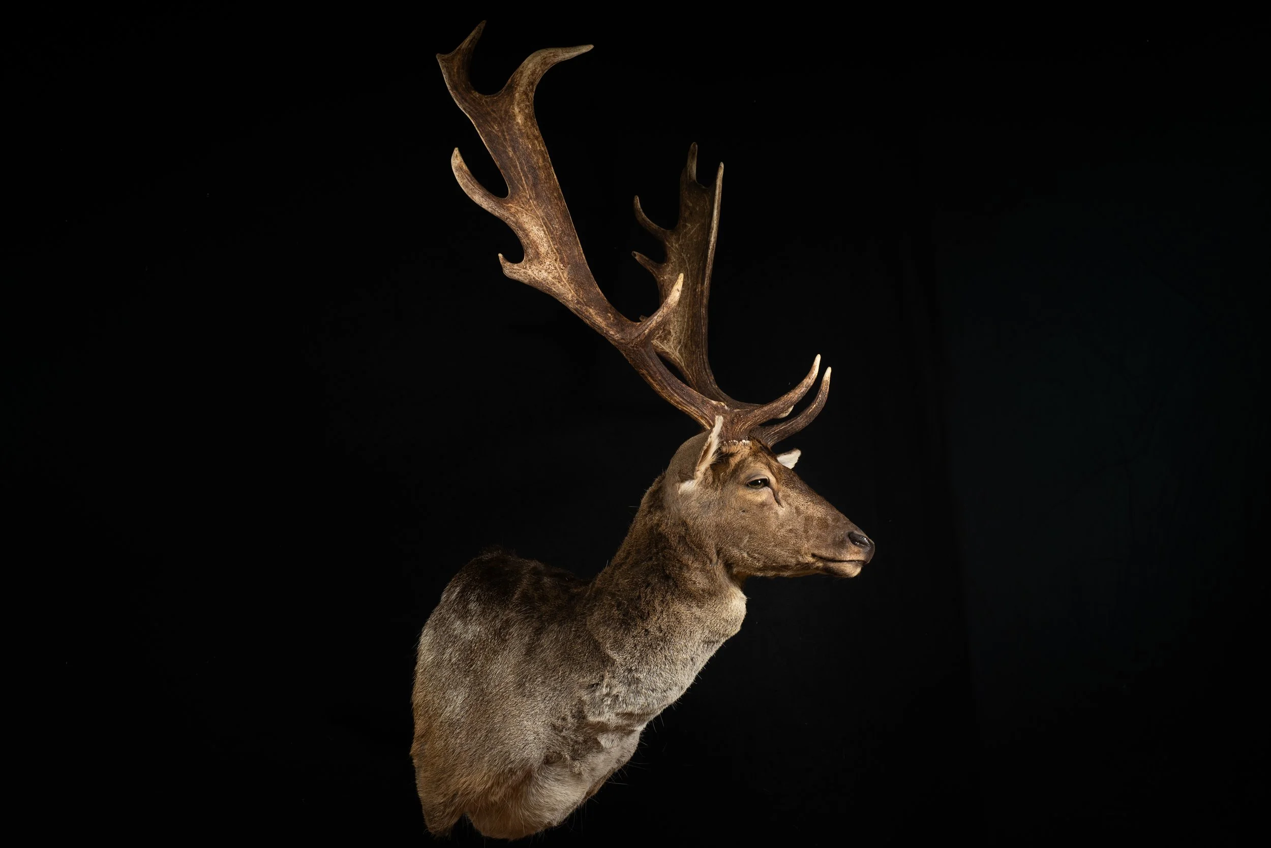 Fallow Deer Buck Mount by Central West NSW Taxidermists, Porterhouse Taxidermy