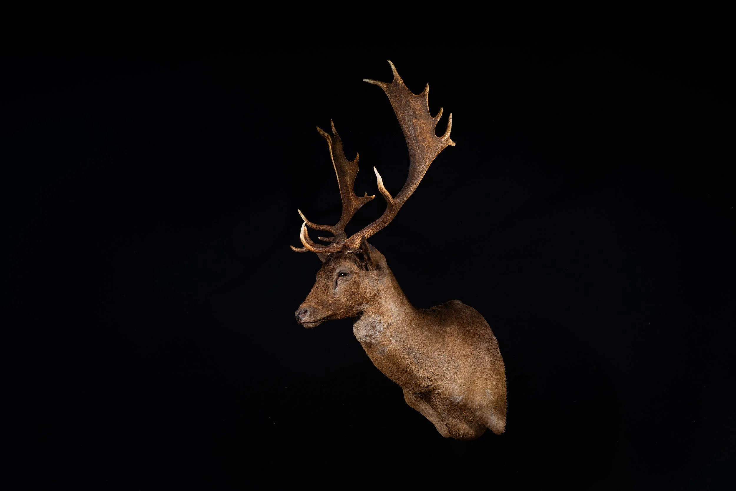 Fallow Deer Buck Mount by Central West NSW Taxidermists, Porterhouse Taxidermy