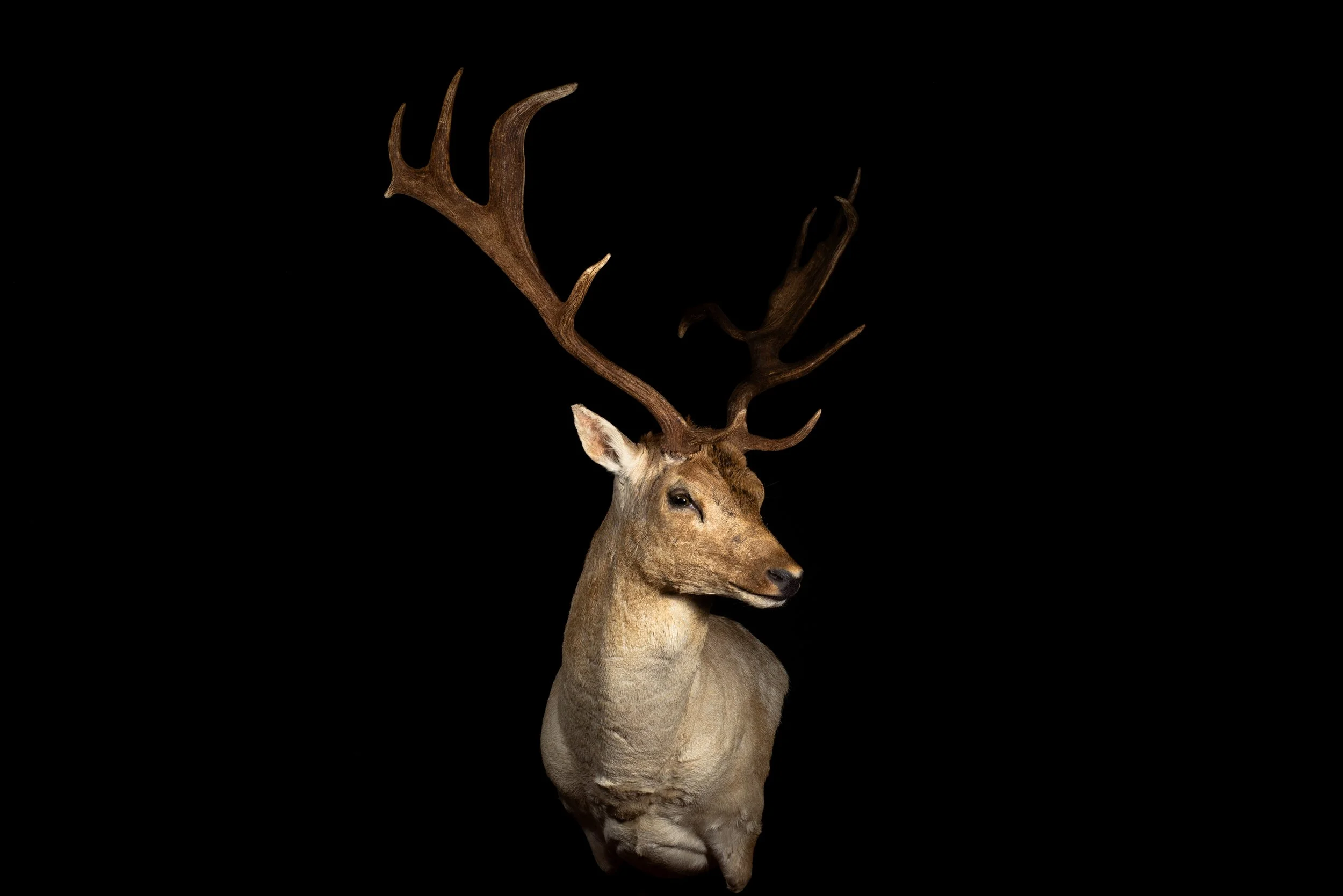 Fallow Deer Buck Wall Pedestal Mount by Central West NSW Taxidermists, Porterhouse Taxidermy