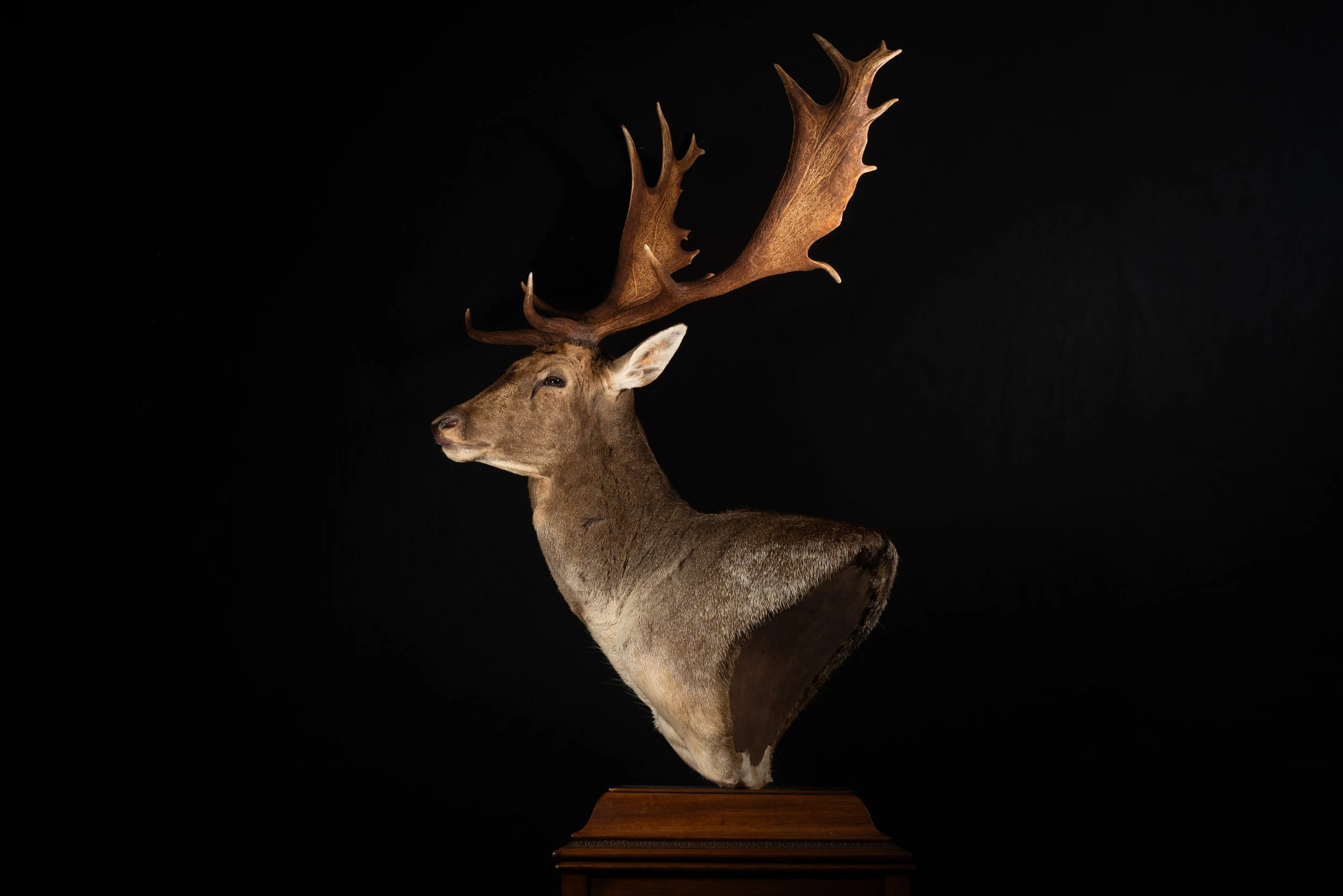 Fallow Deer Buck Floor Pedestal Mount by Central West NSW Taxidermists, Porterhouse Taxidermy