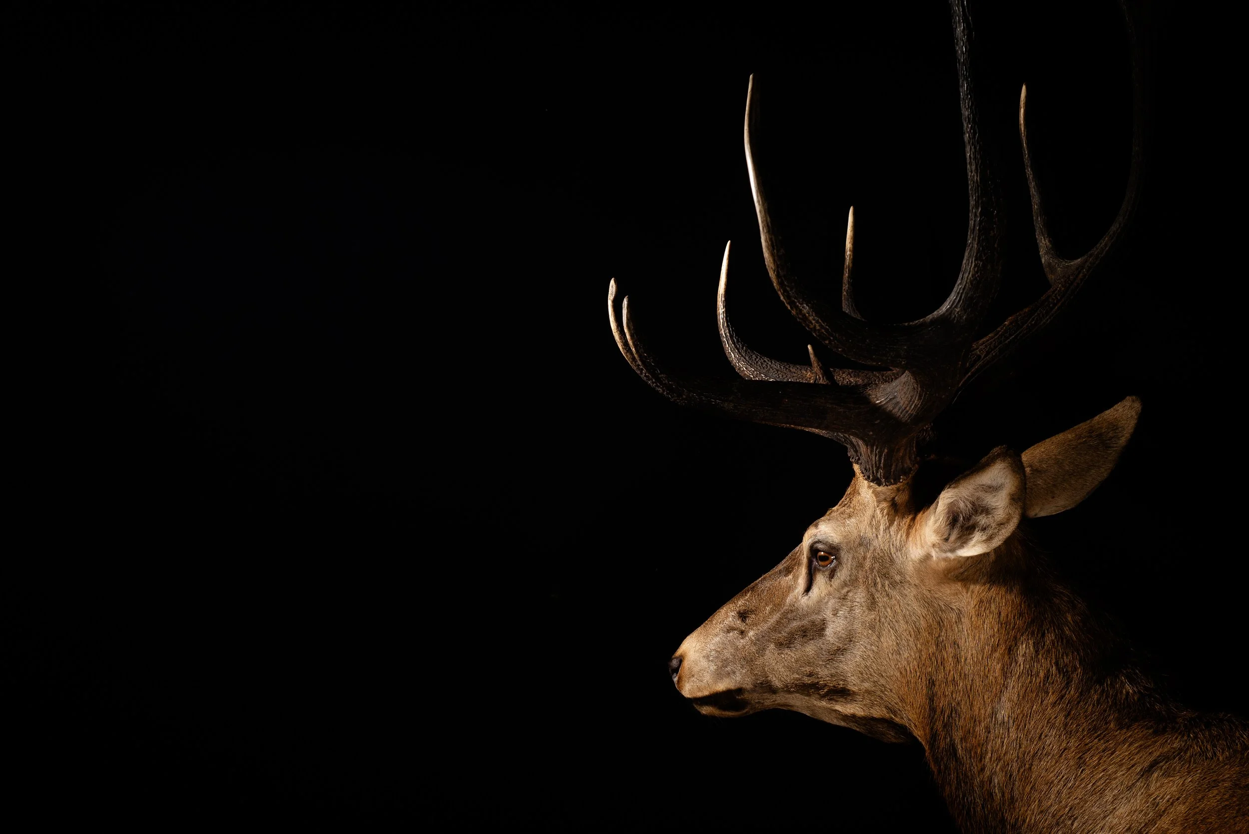 Red Deer Stag Shot in NSW Australia. Porterhouse Taxidermy. Central West NSW, Cowra Area. Taxidermists. Deer Hunting Australia.