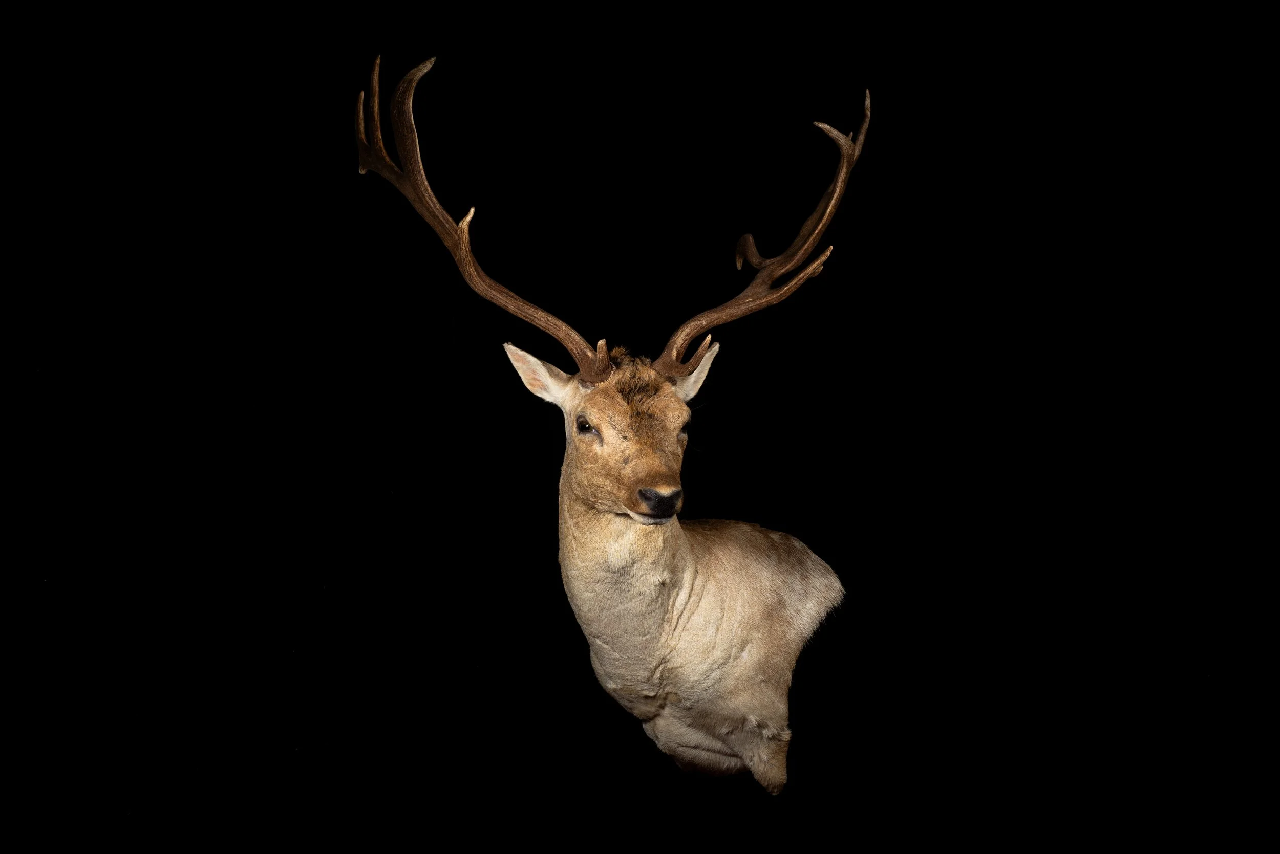 Fallow Deer Buck Wall Pedestal Mount by Central West NSW Taxidermists, Porterhouse Taxidermy